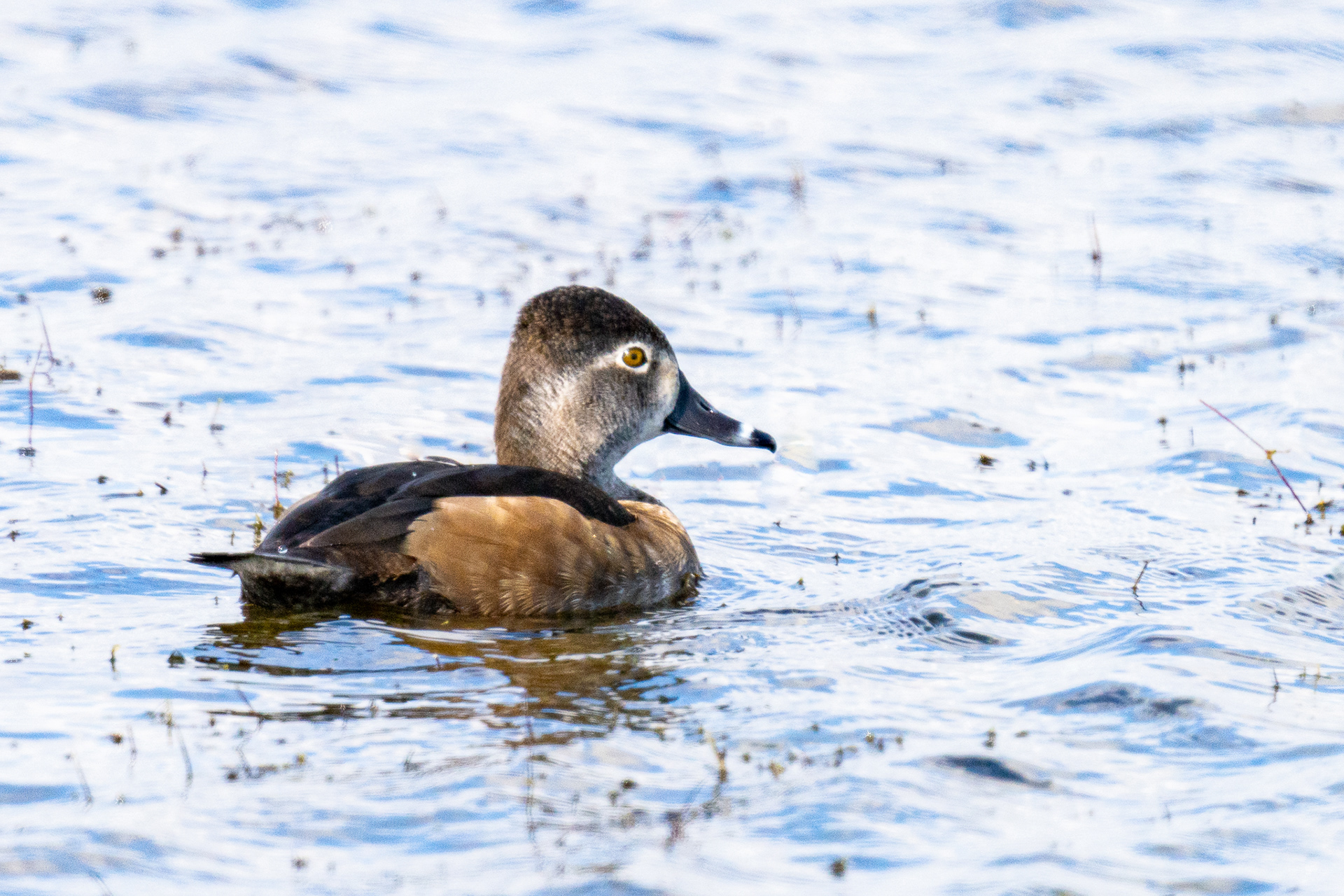 Ring-necked Duck