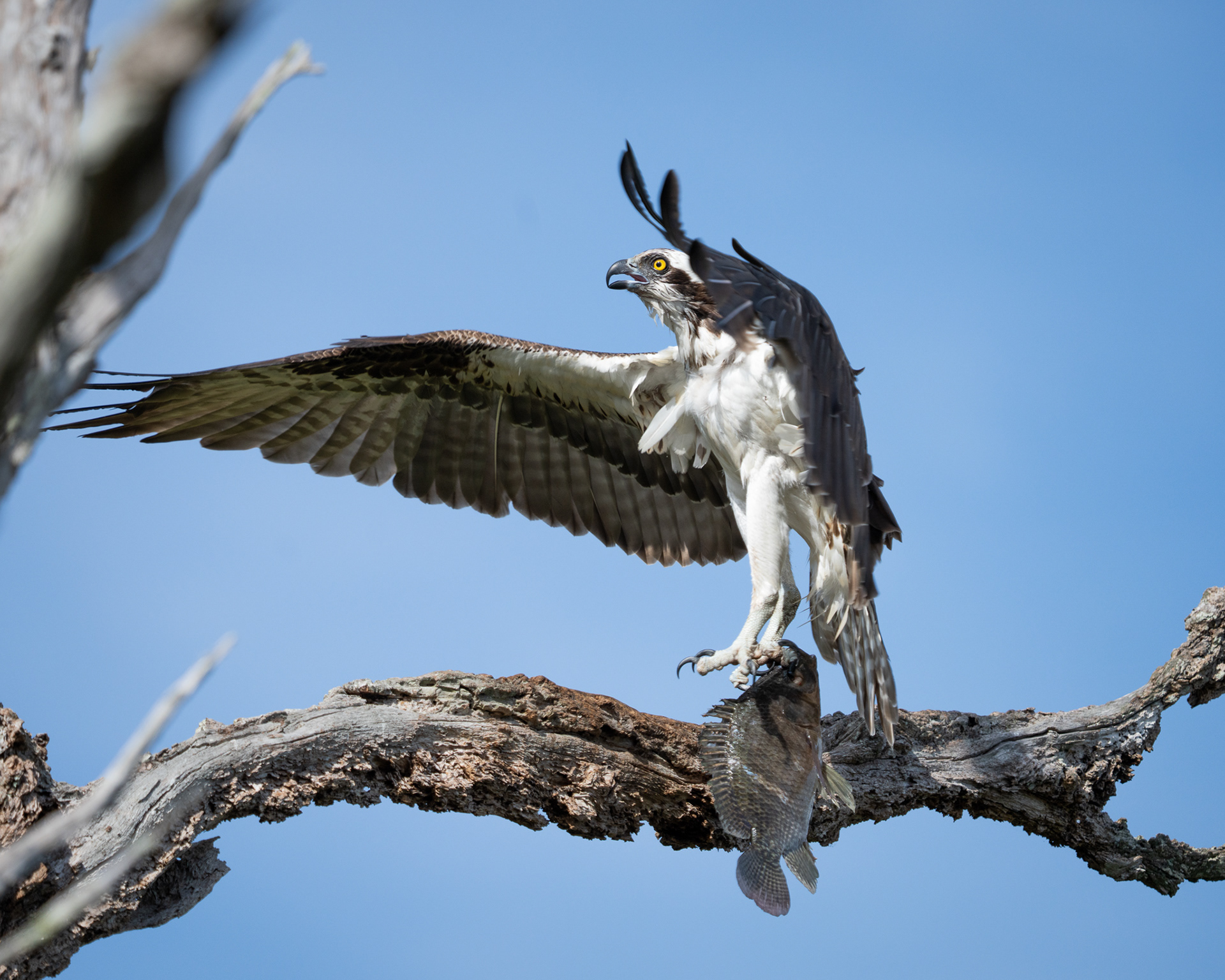 Osprey