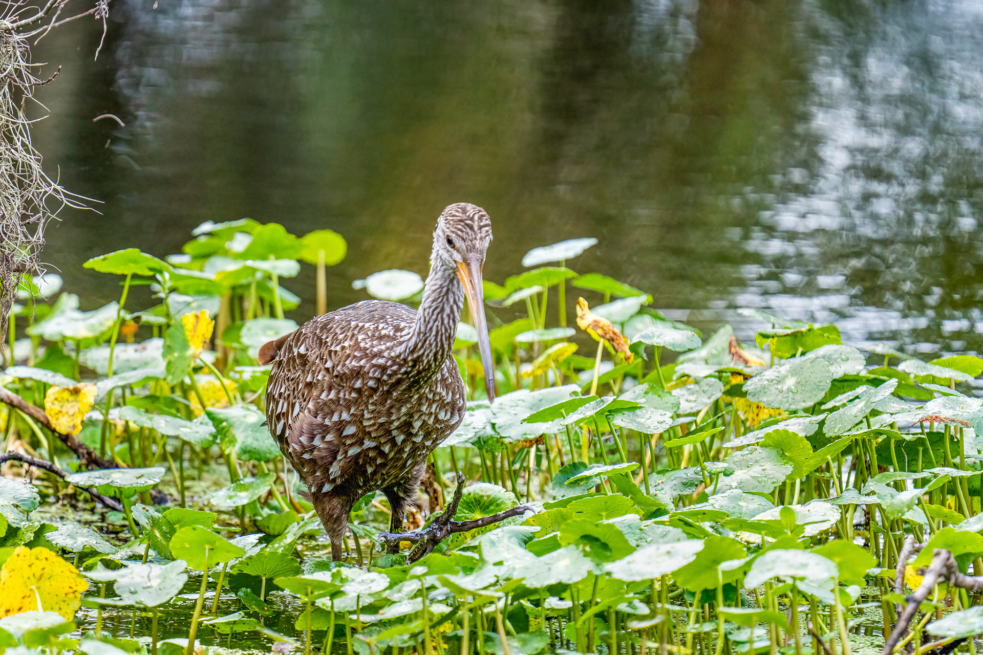 Limpkin