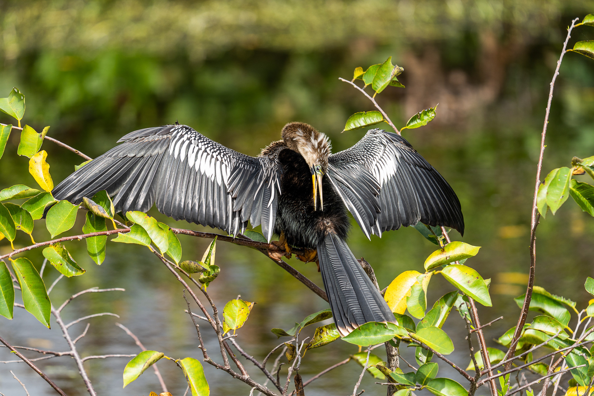 Anhinga