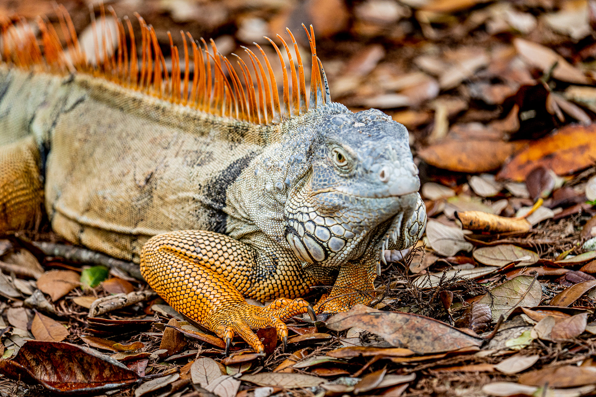 Iguana