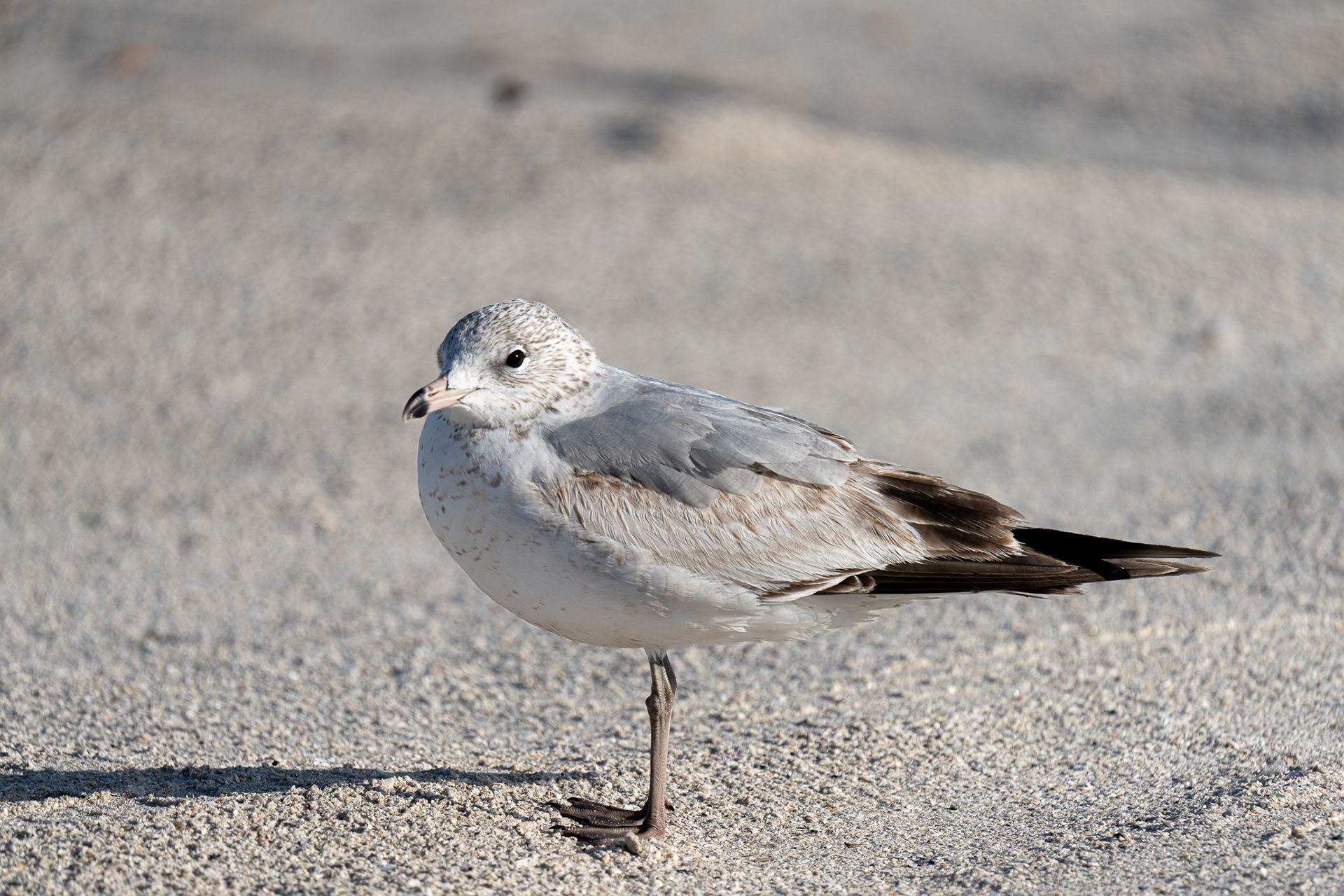 Ring-billed Gull