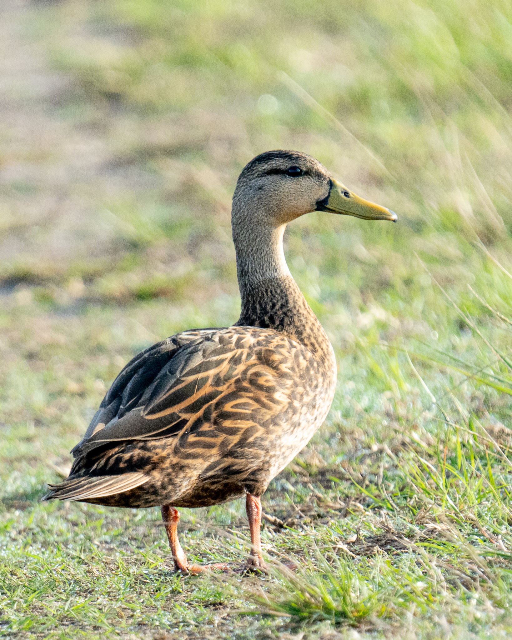 Mottled Duck
