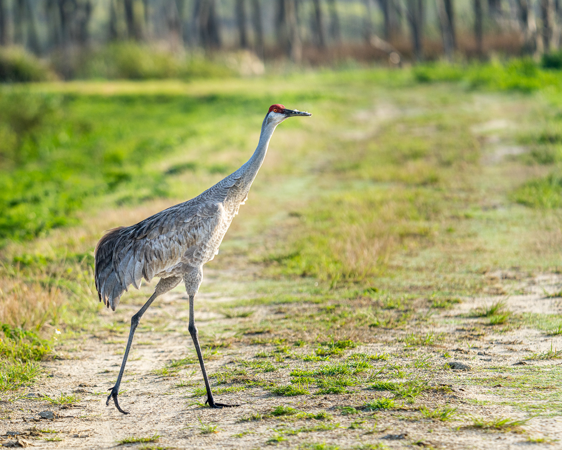 Sandhill Crane