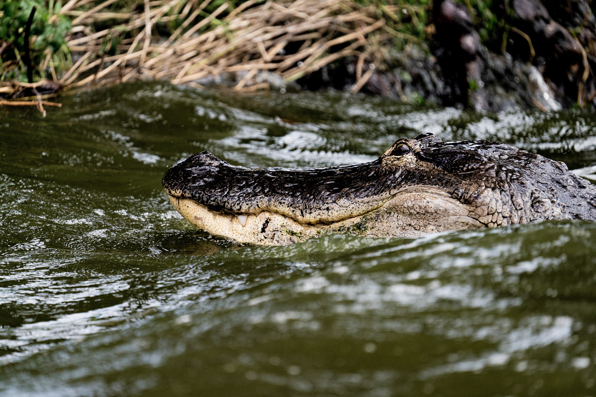 American Alligator