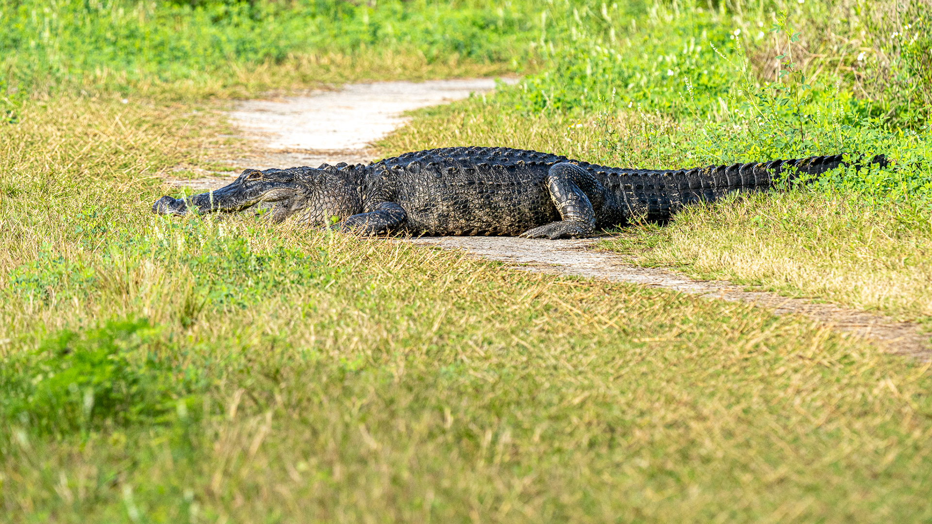 American Alligator