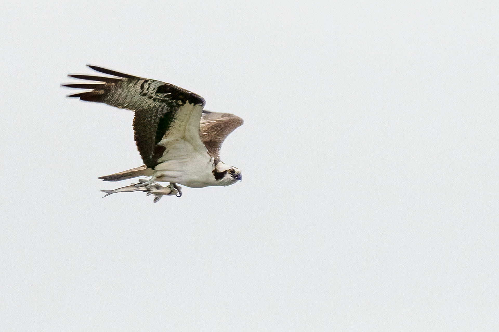 Osprey