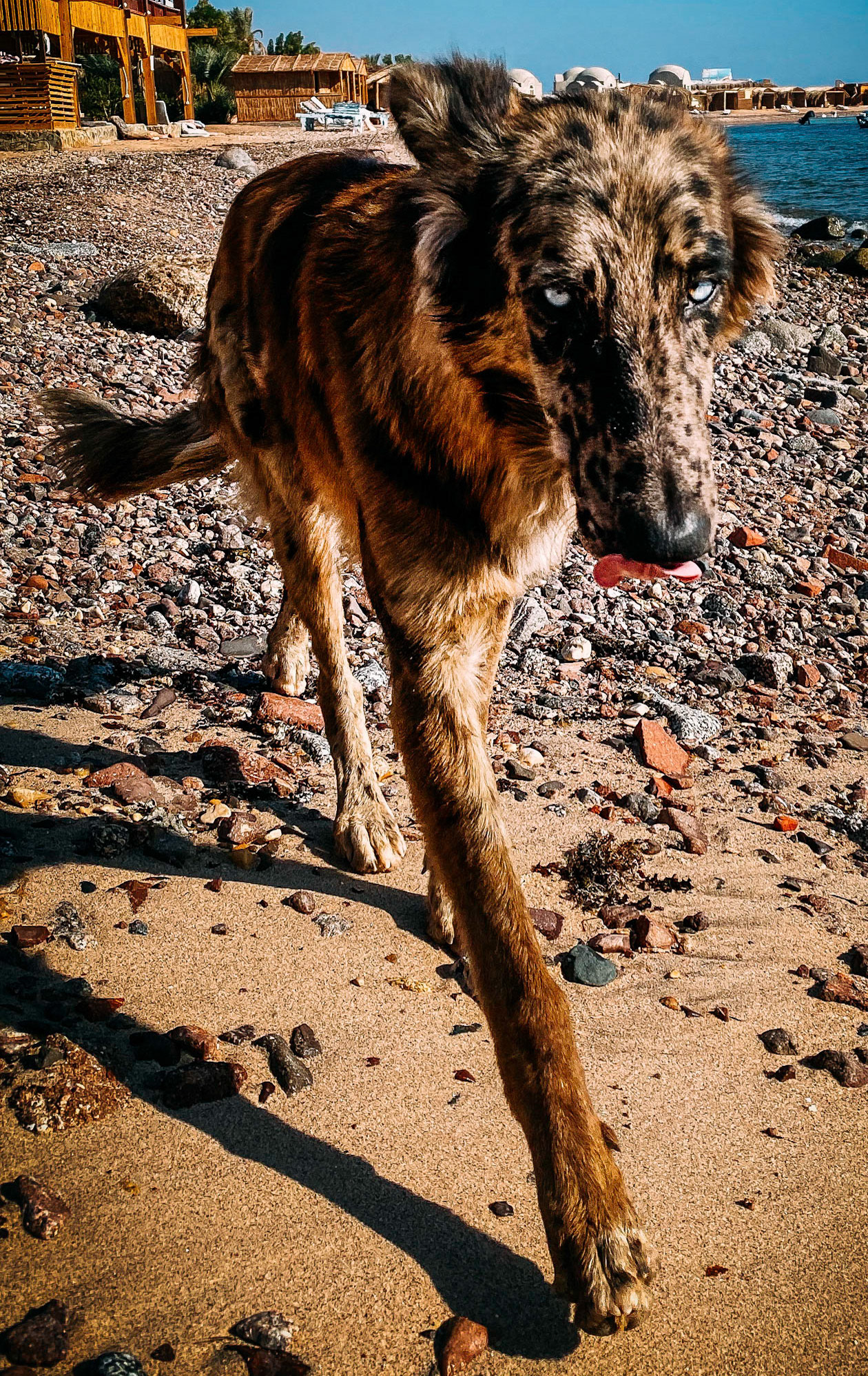 beach dog, Sinai, Egypt