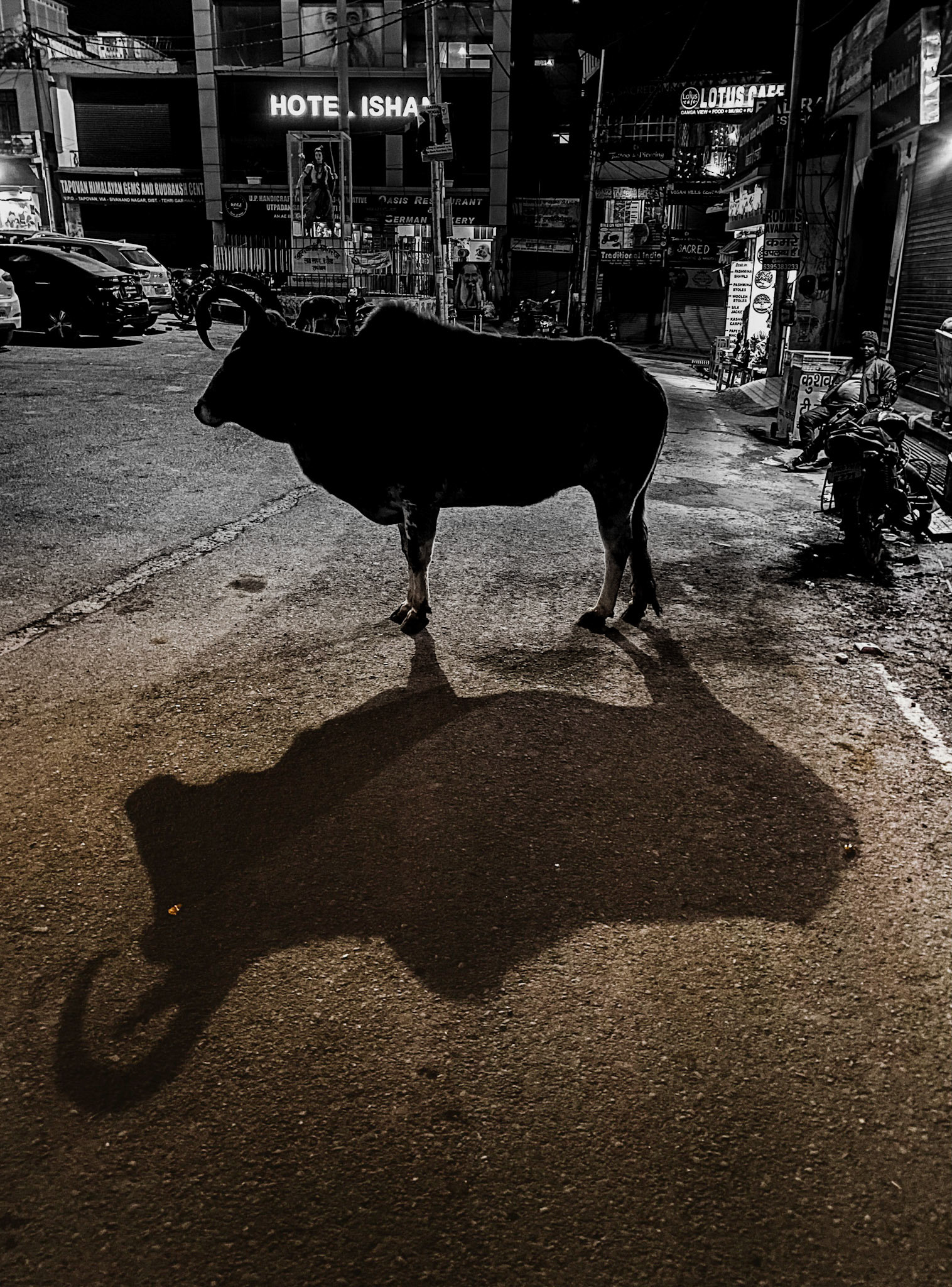 devils cow, India