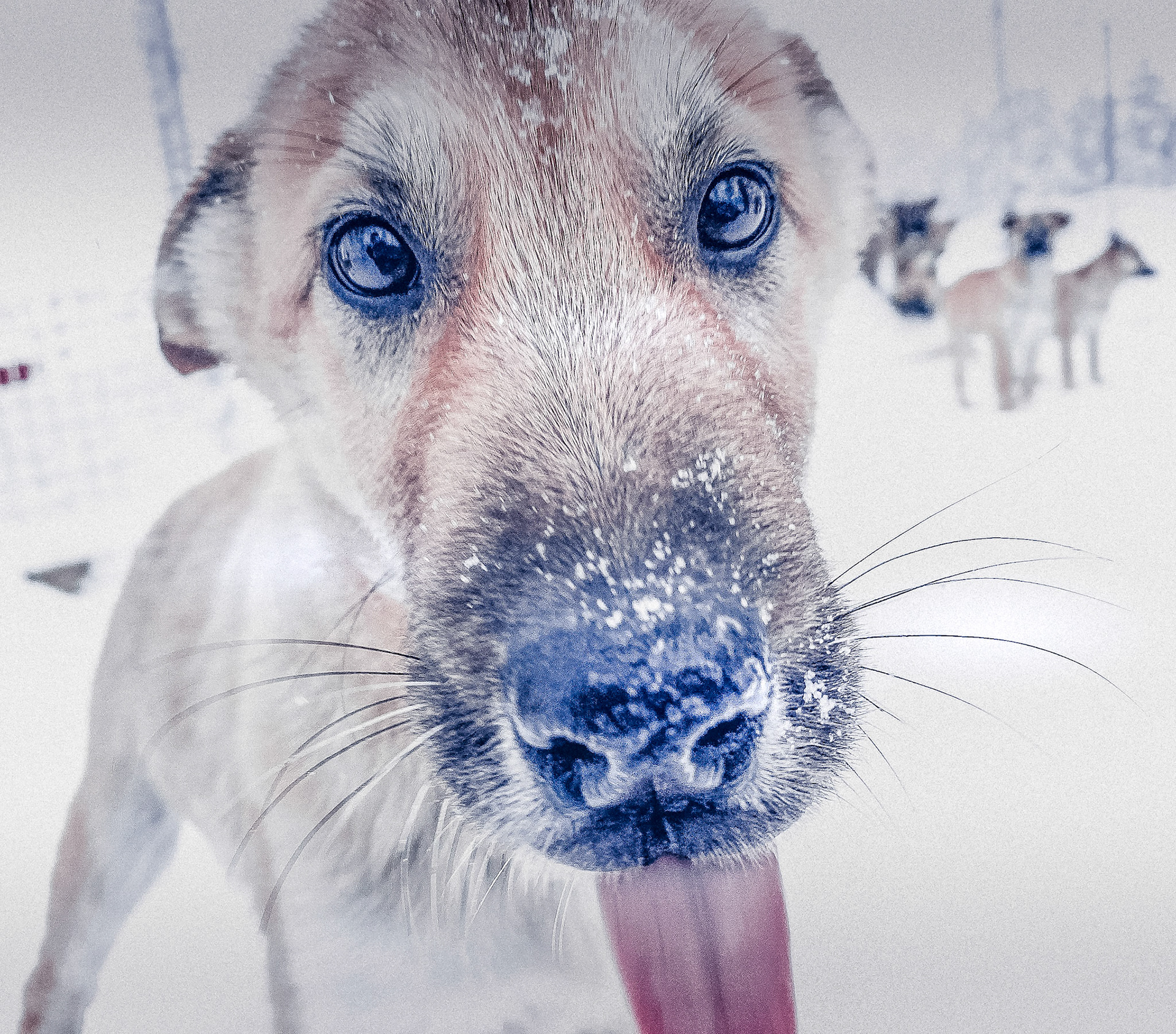 puppy husky, Finland