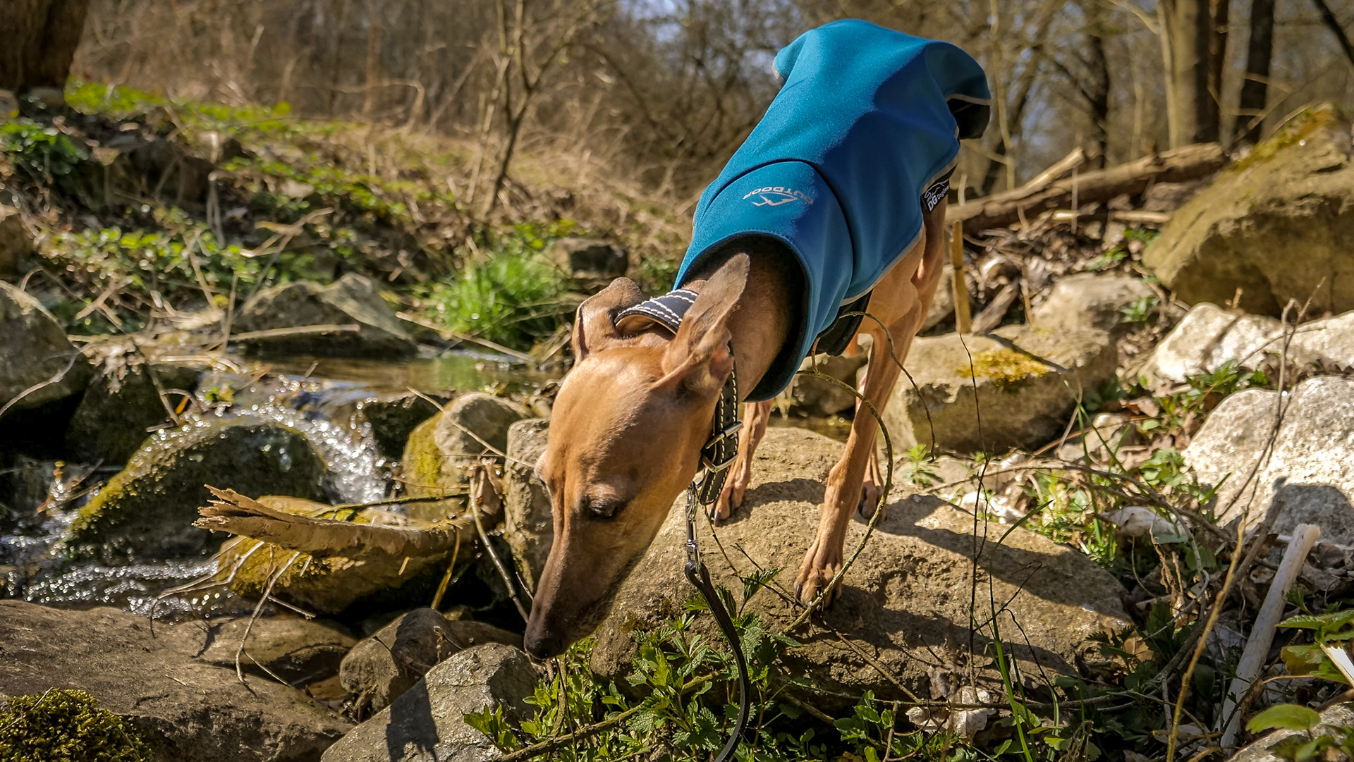 Italian greyhound, Czech republic