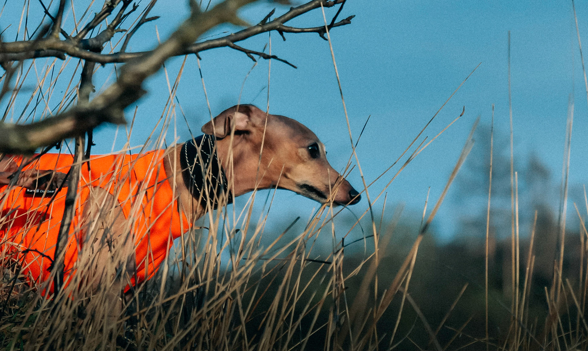 Italian greyhound, Czech republic