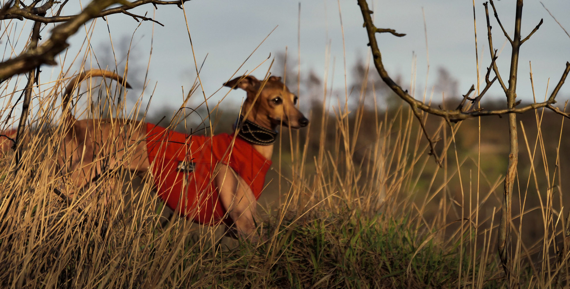 Italian greyhound, Czech republic