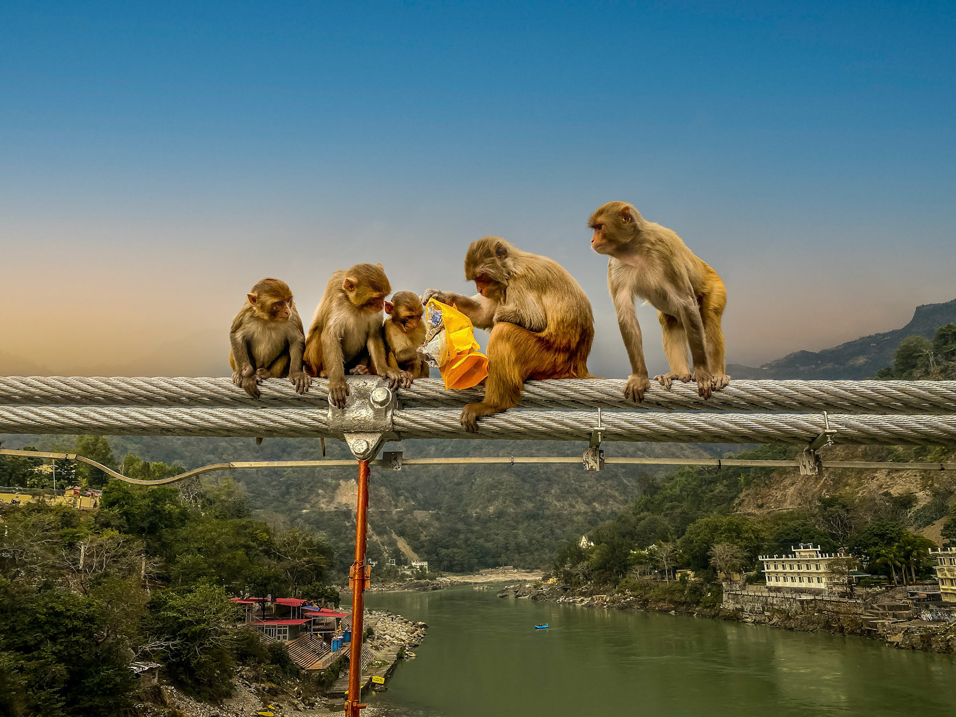 monkey, India