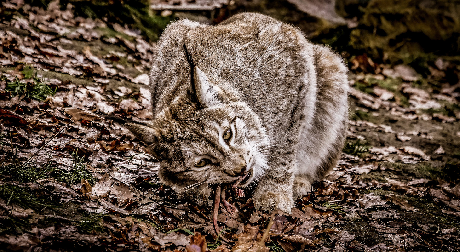 lynx, Czech Republic