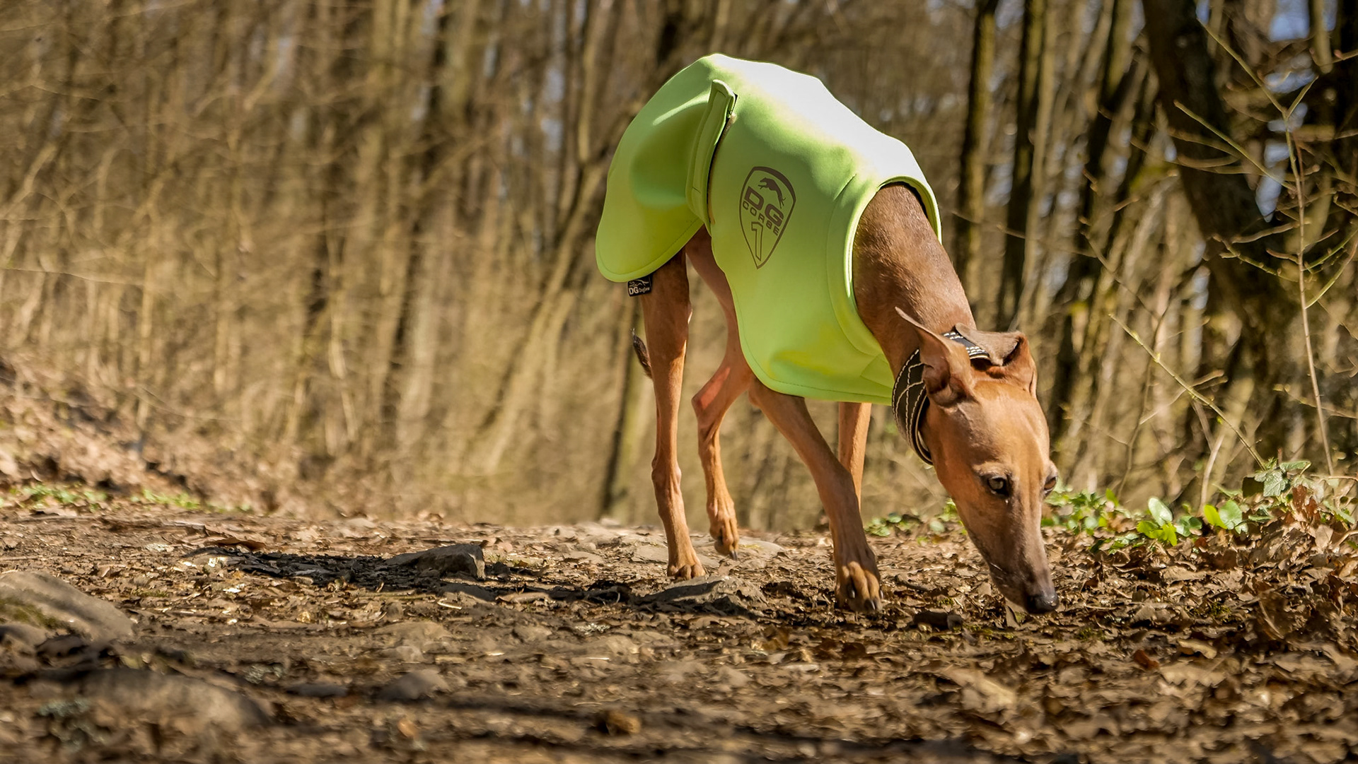 Italian greyhound, Czech republic
