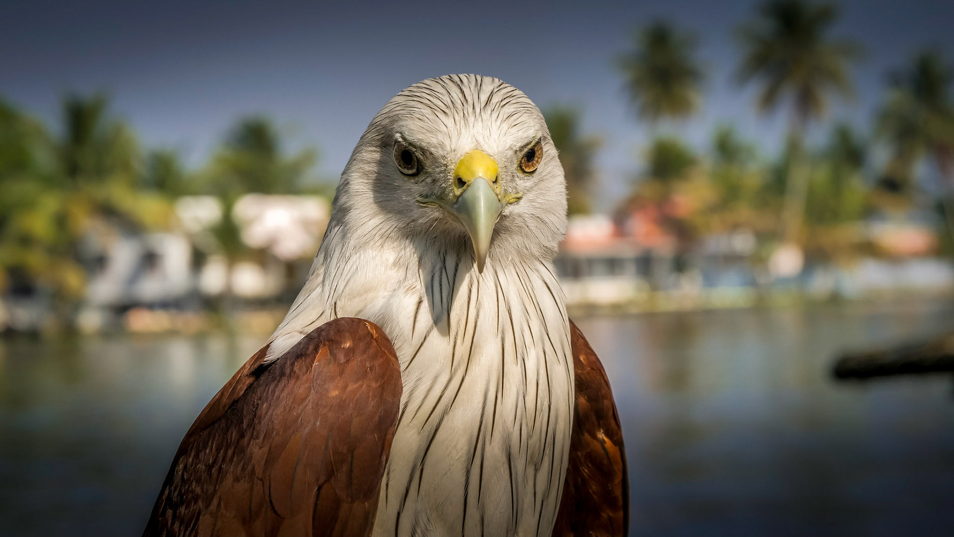 eagle, India