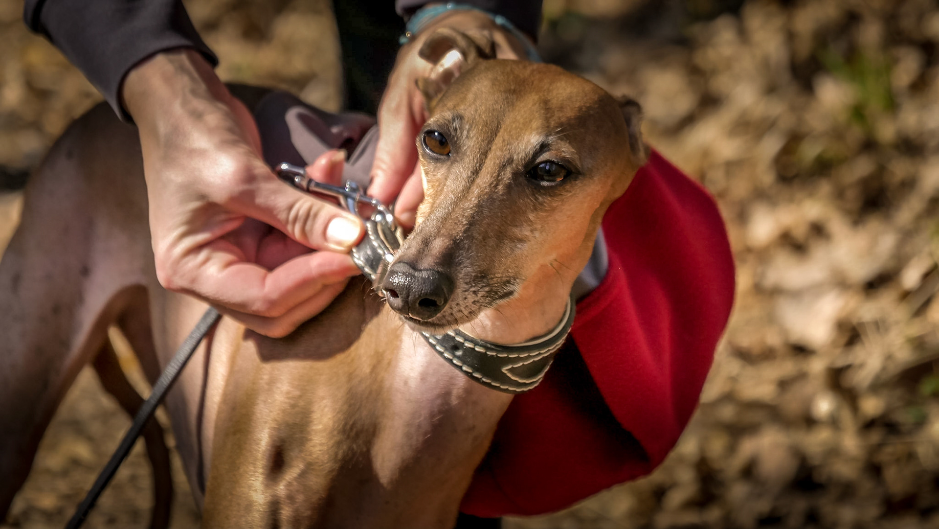 greyhound dog, Czech republic