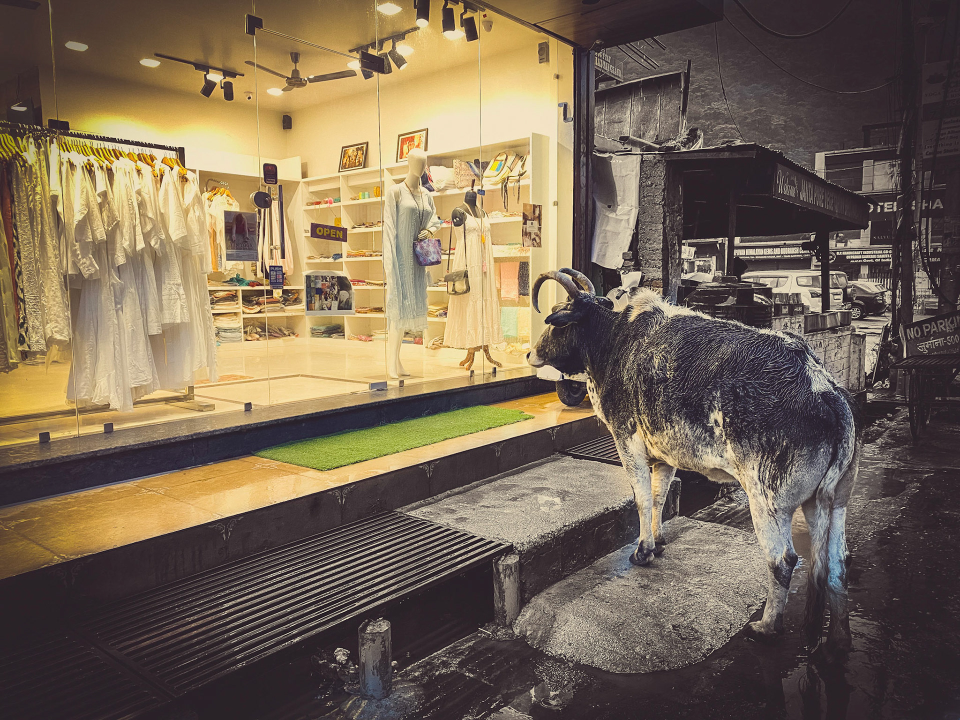 cow window-shopping, India