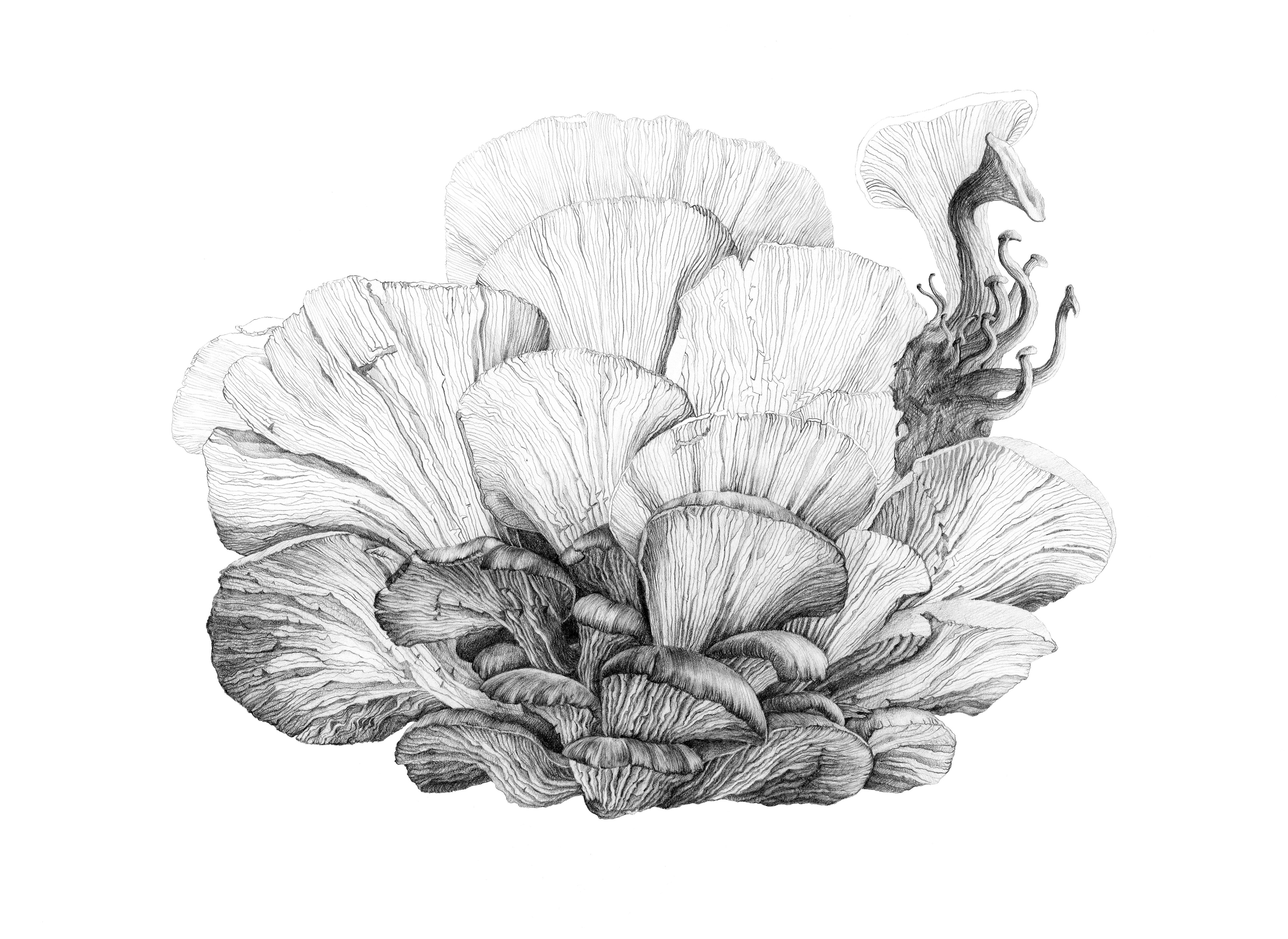 Pleurotus ostreatus