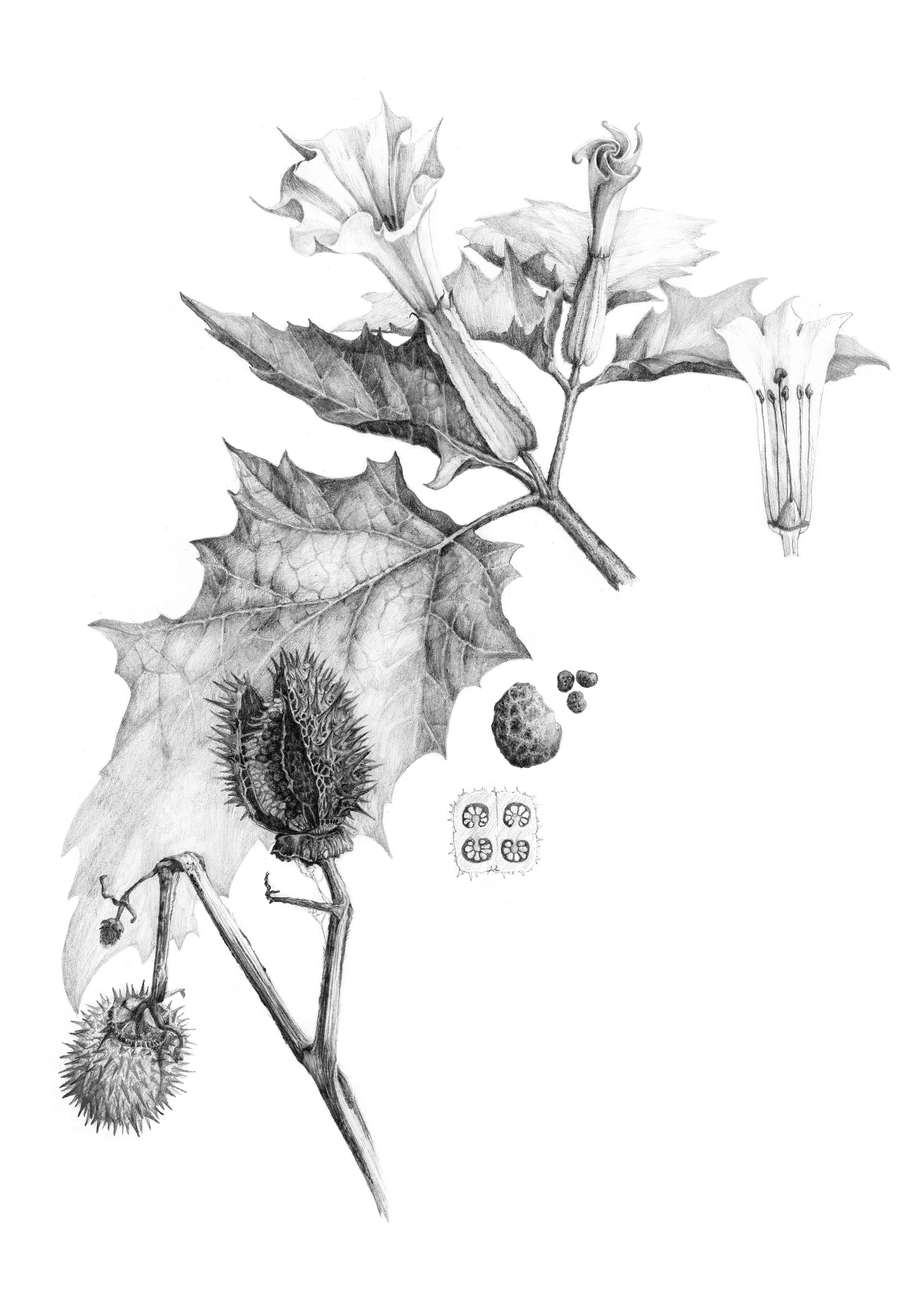 Datura stramonium