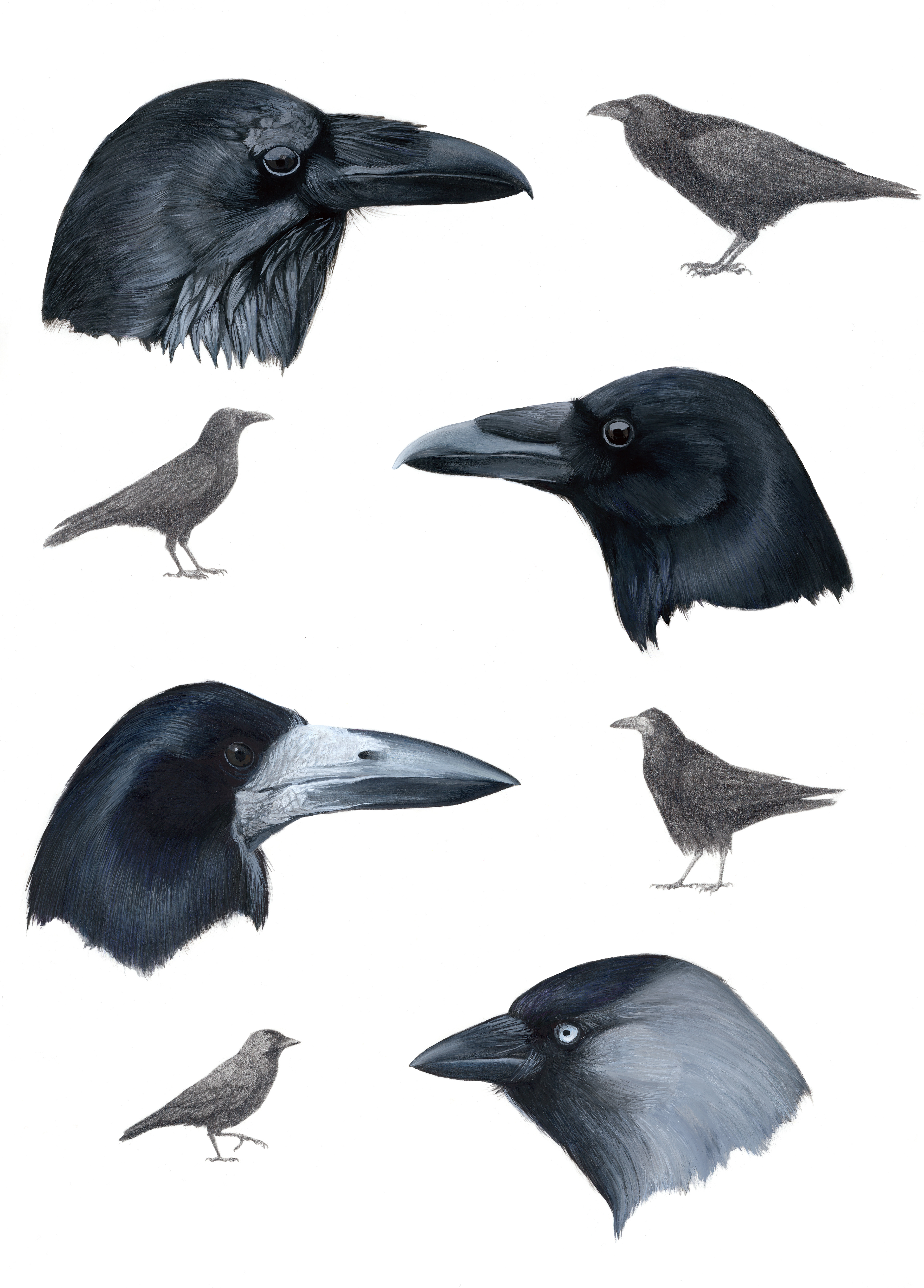 Corvidae