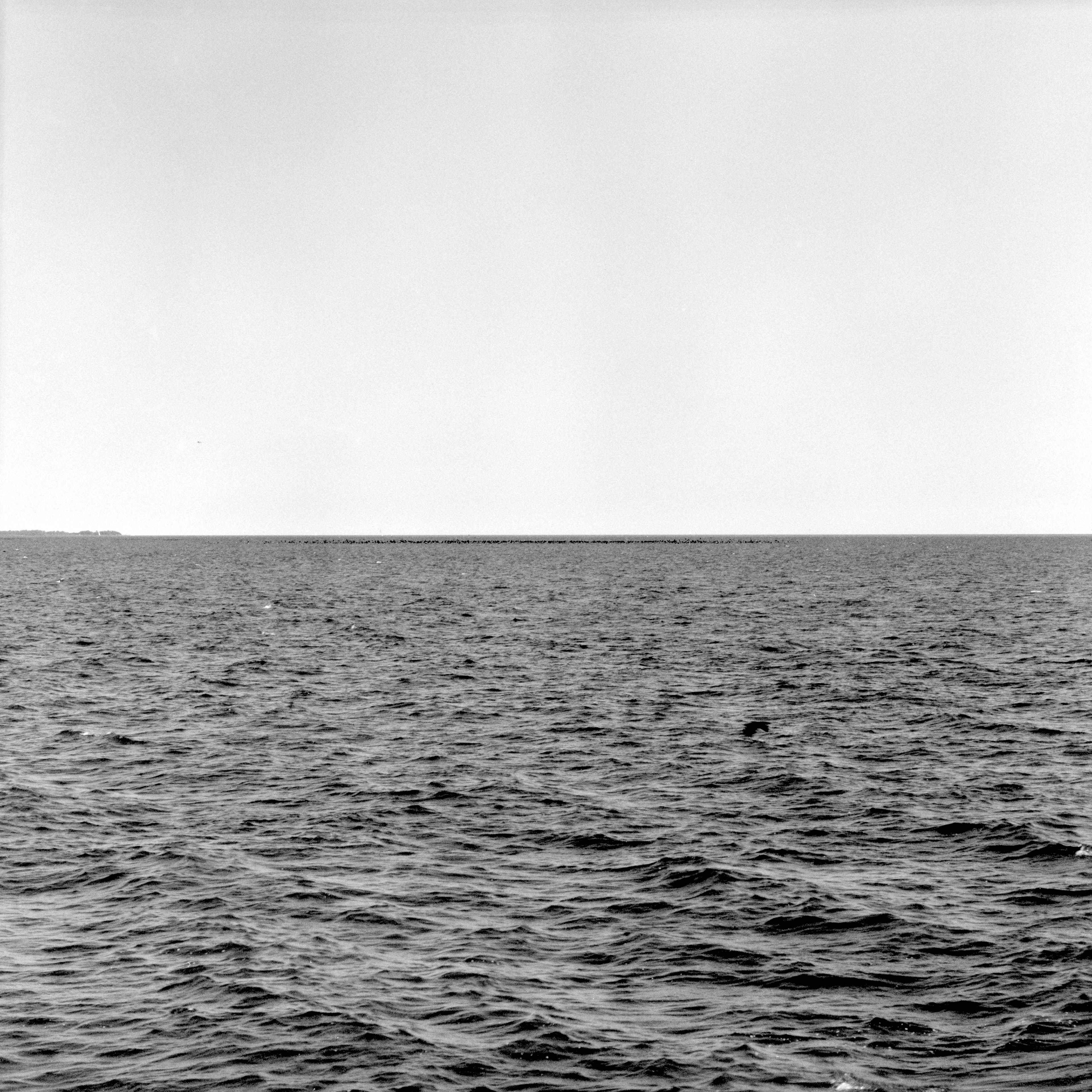 Cormorant Horizon