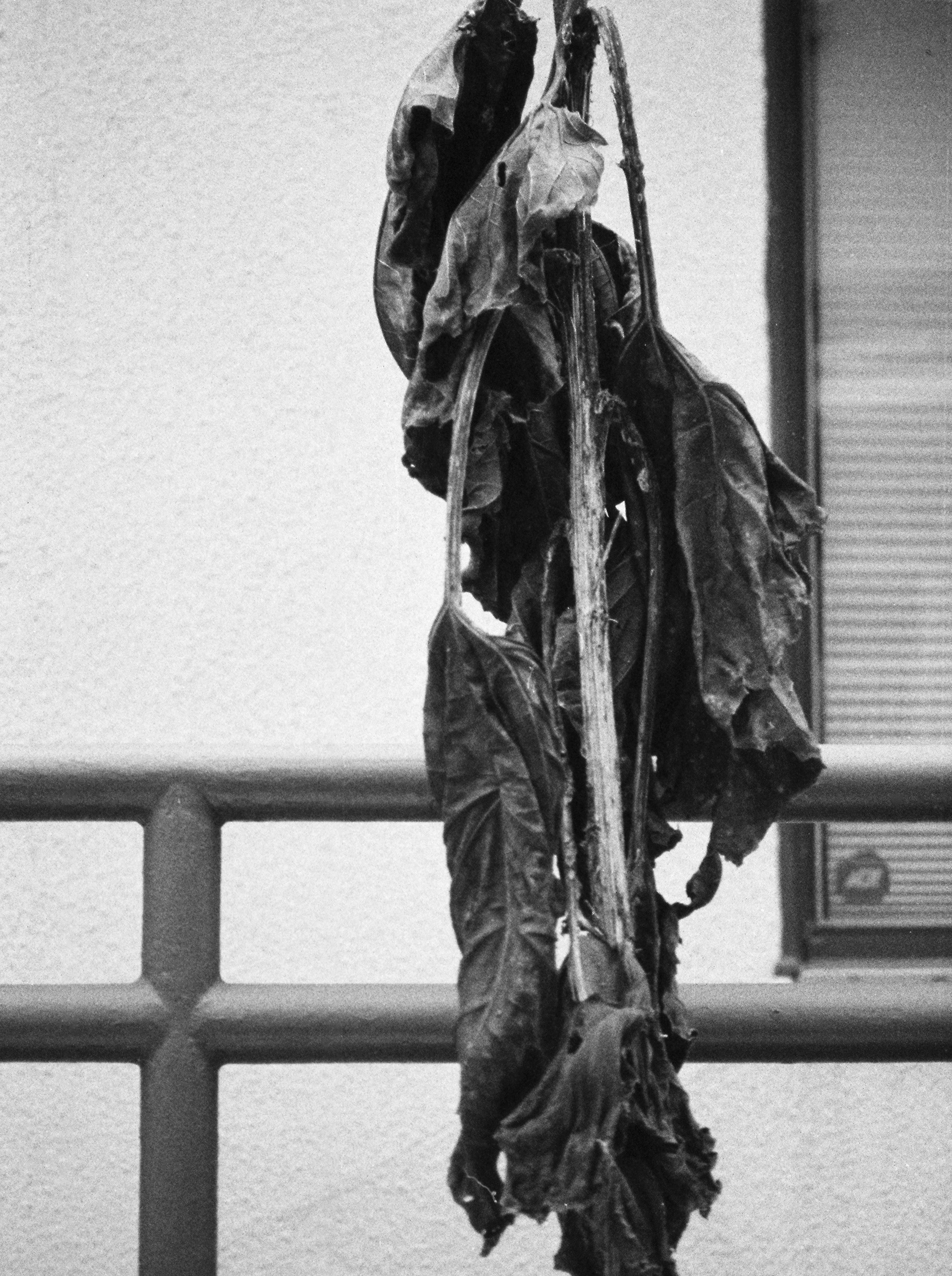 2024-12-24 - 110 film