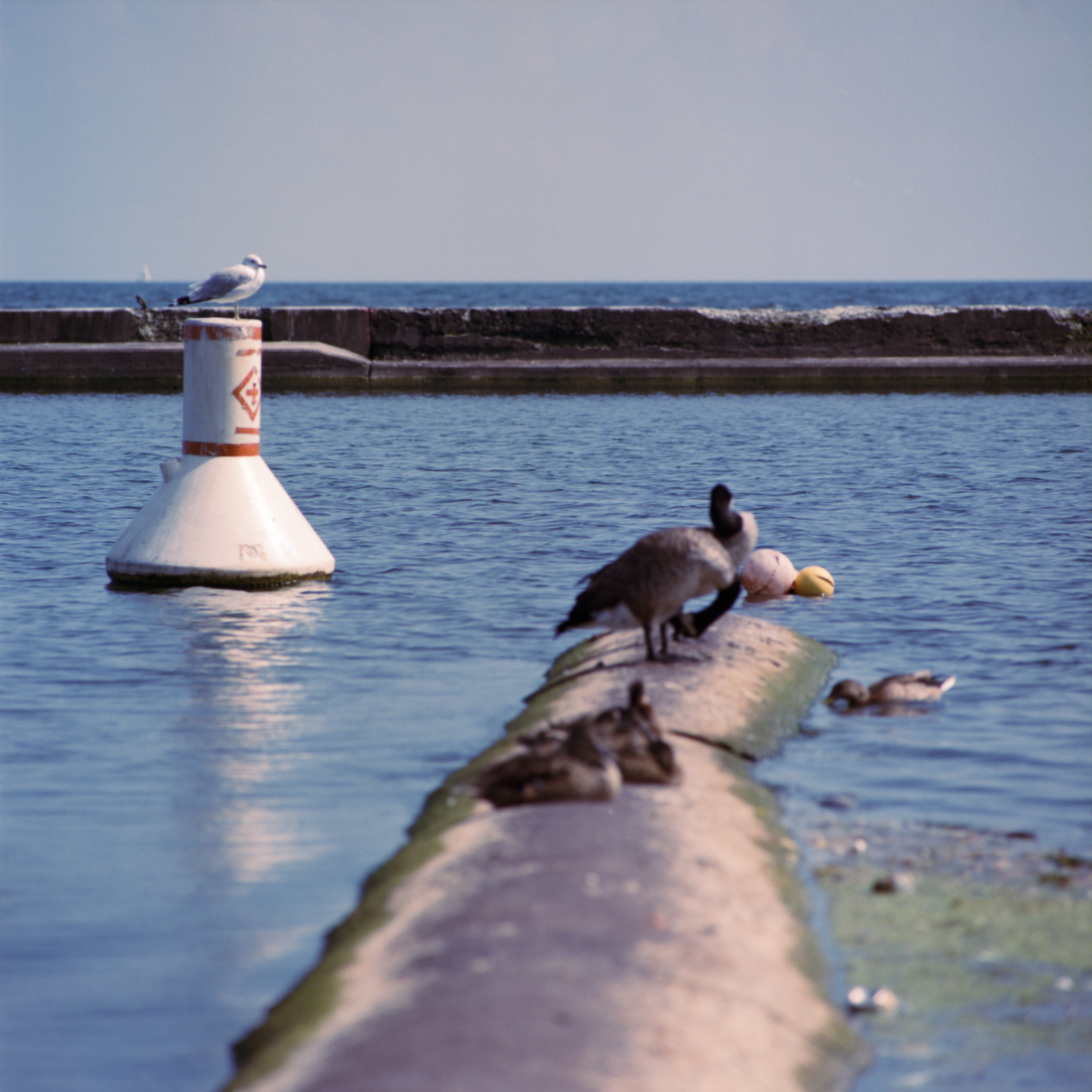 2025-08-13 - medium format film