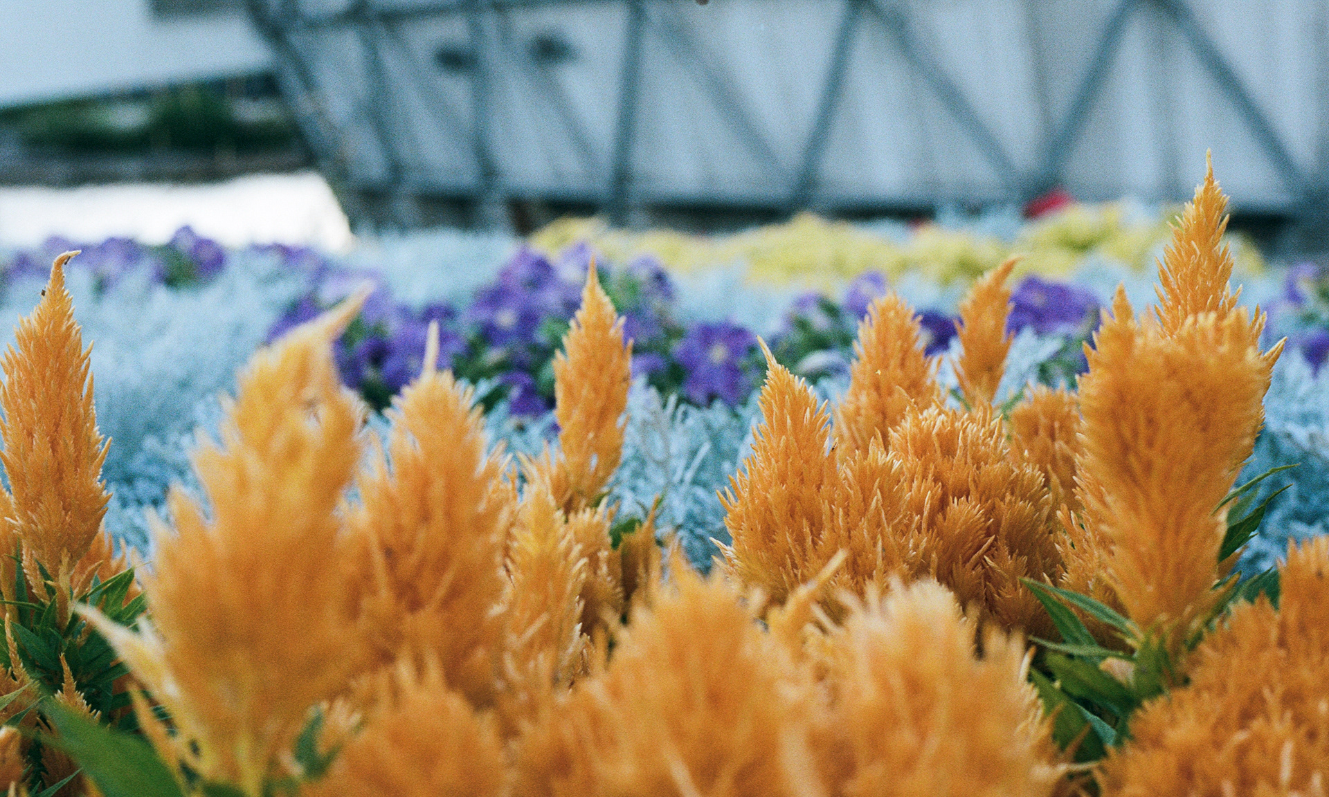 2022-08-11 - 35mm film
