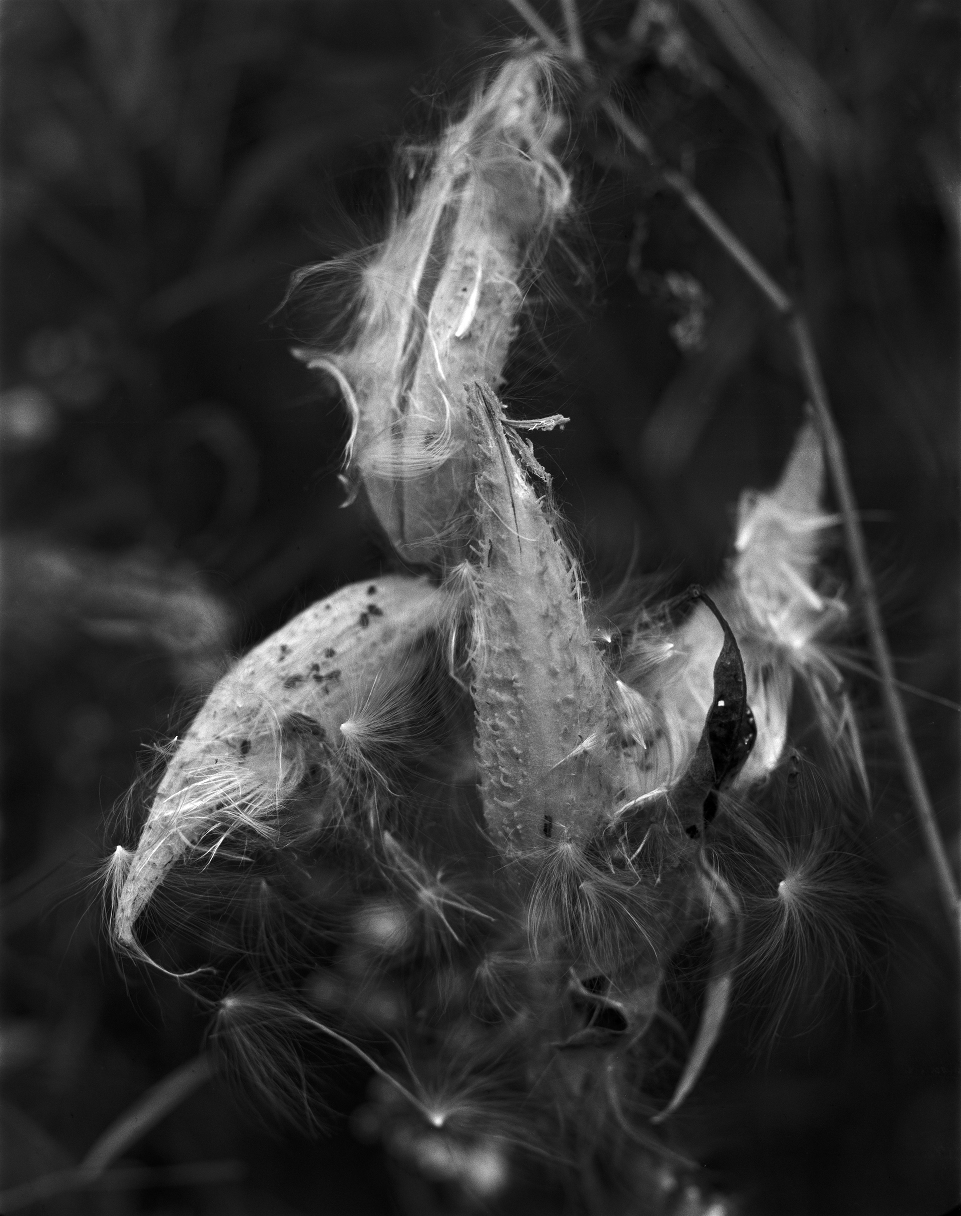 Milkweed / Monarch Fodder