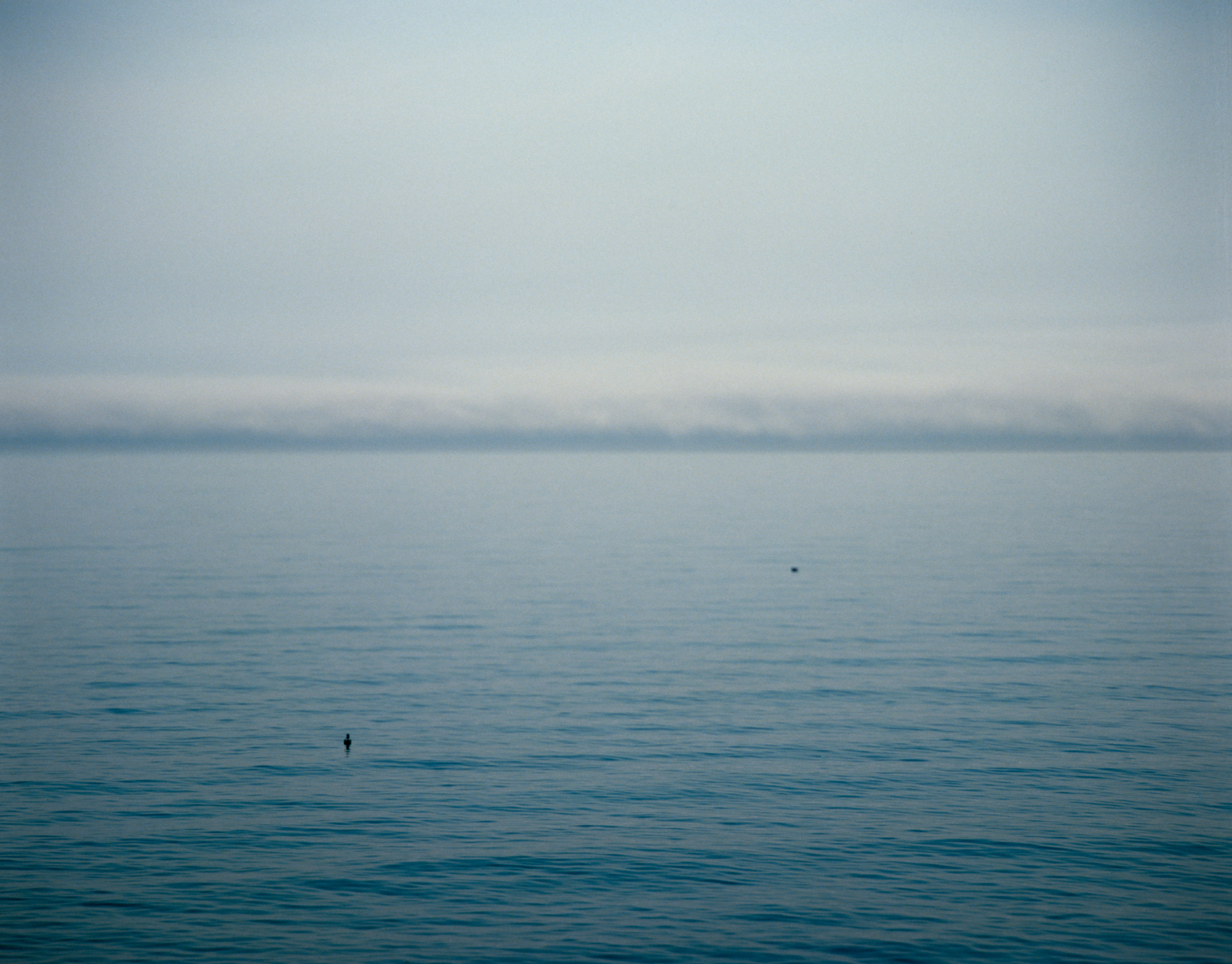 Horizon & Duck