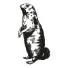 Illustration marmotte debout au trait