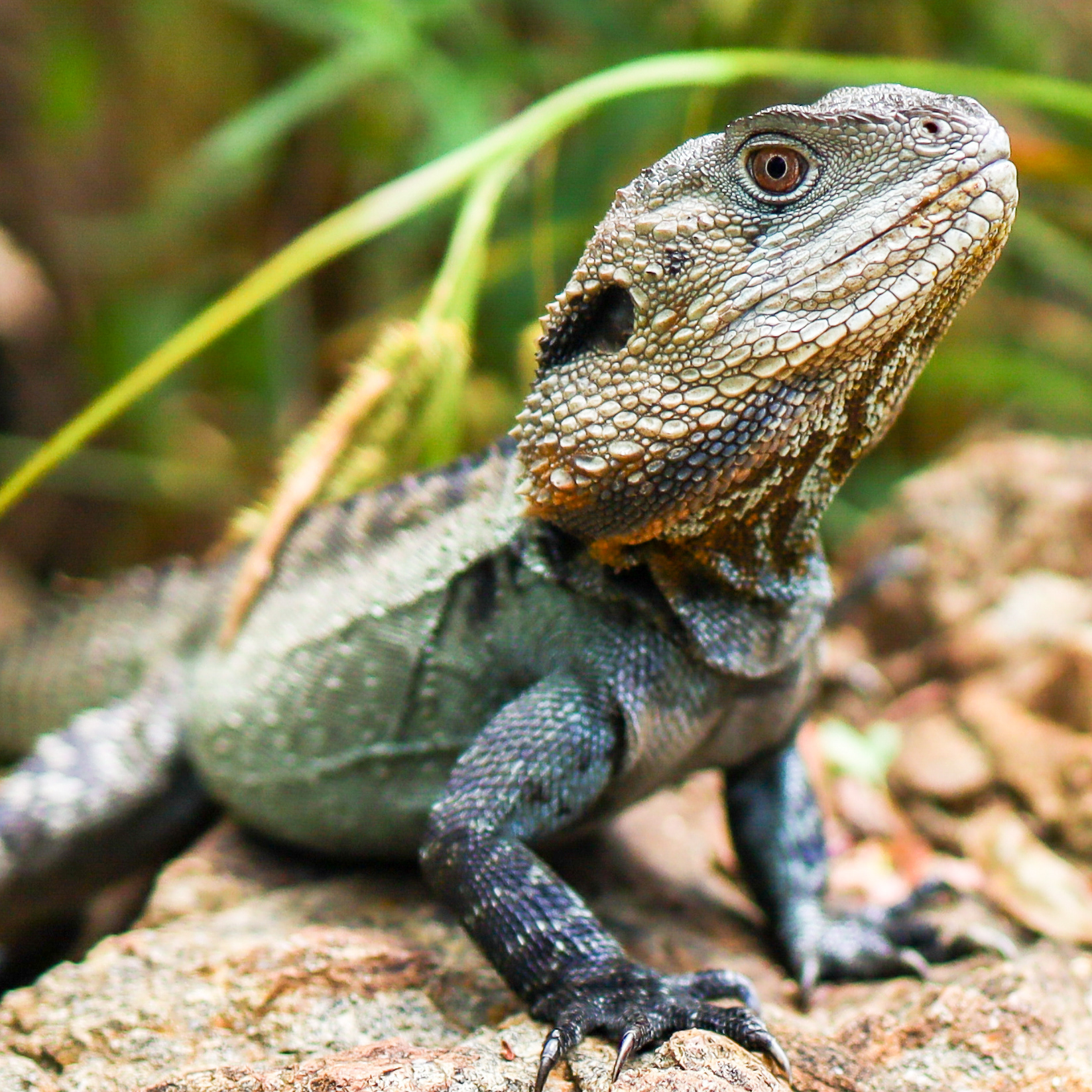 Macro Lizard | Botanic Gardens | by Roy Torkington