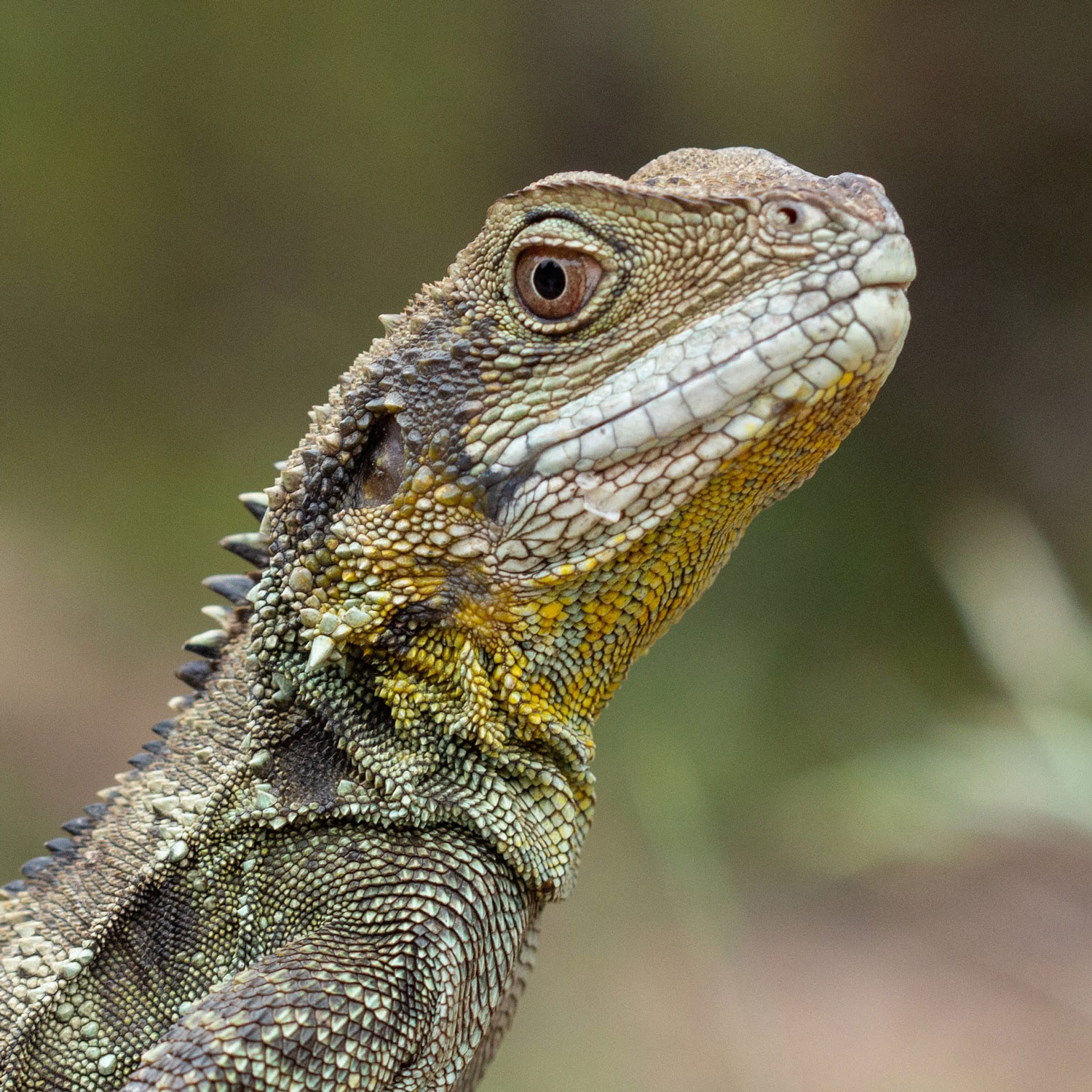 Macro Lizard | Botanic Gardens | by Roy Torkington