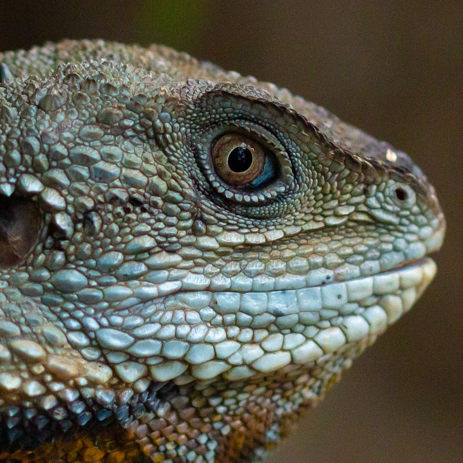 Macro Lizard | Botanic Gardens | by Roy Torkington