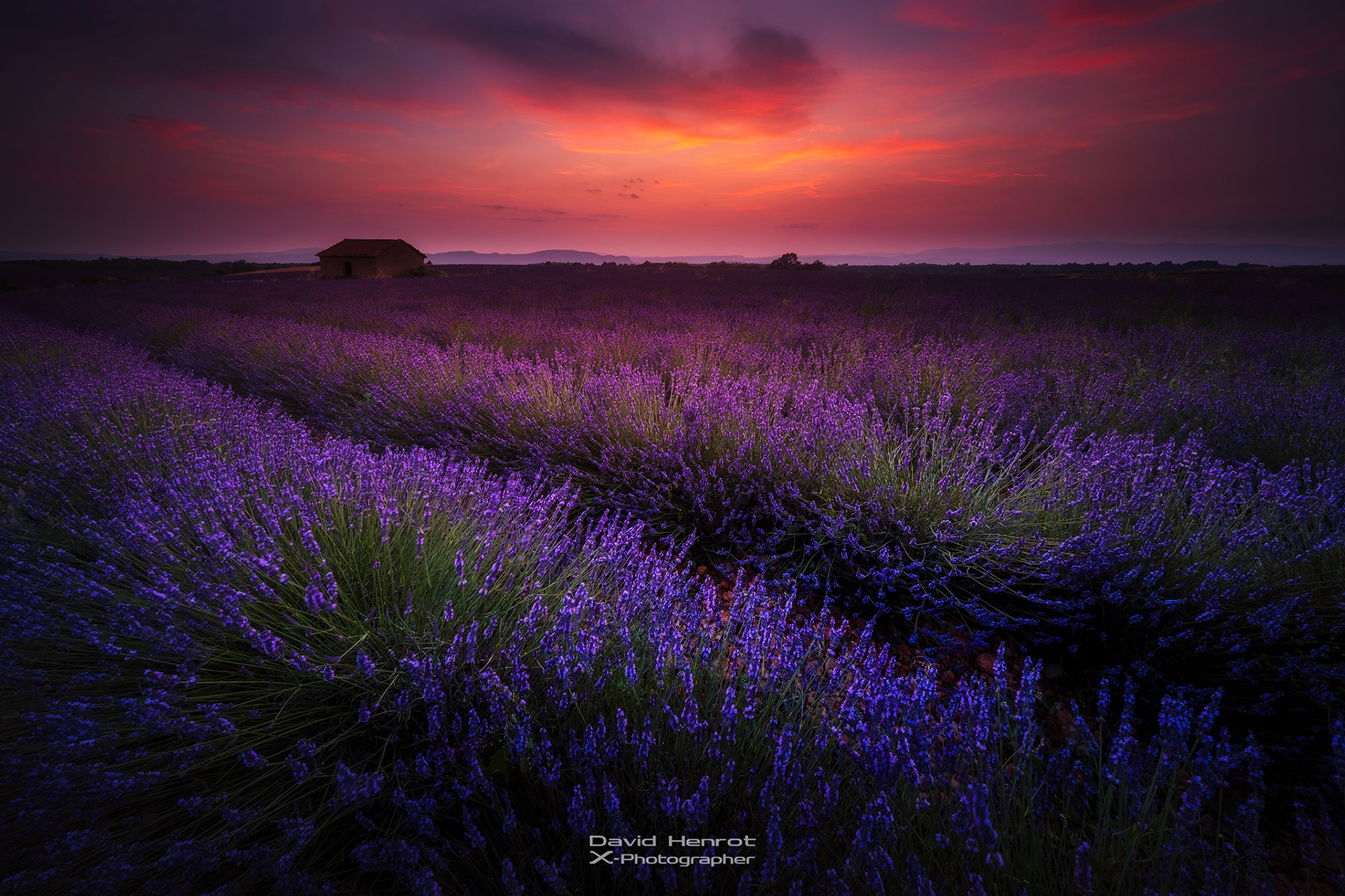 Champs de lavande, Valensole, Alpes-de-Haute-Provence