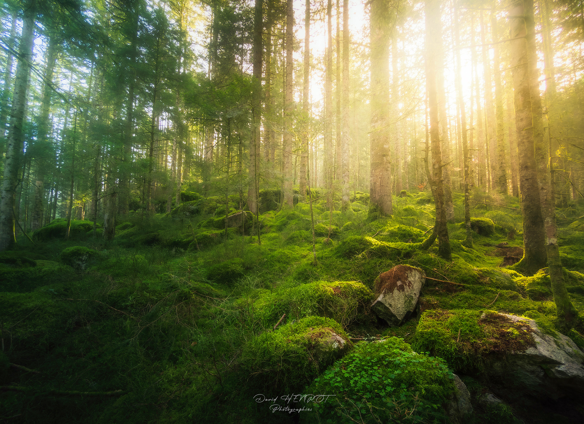 Forêt Vosgienne