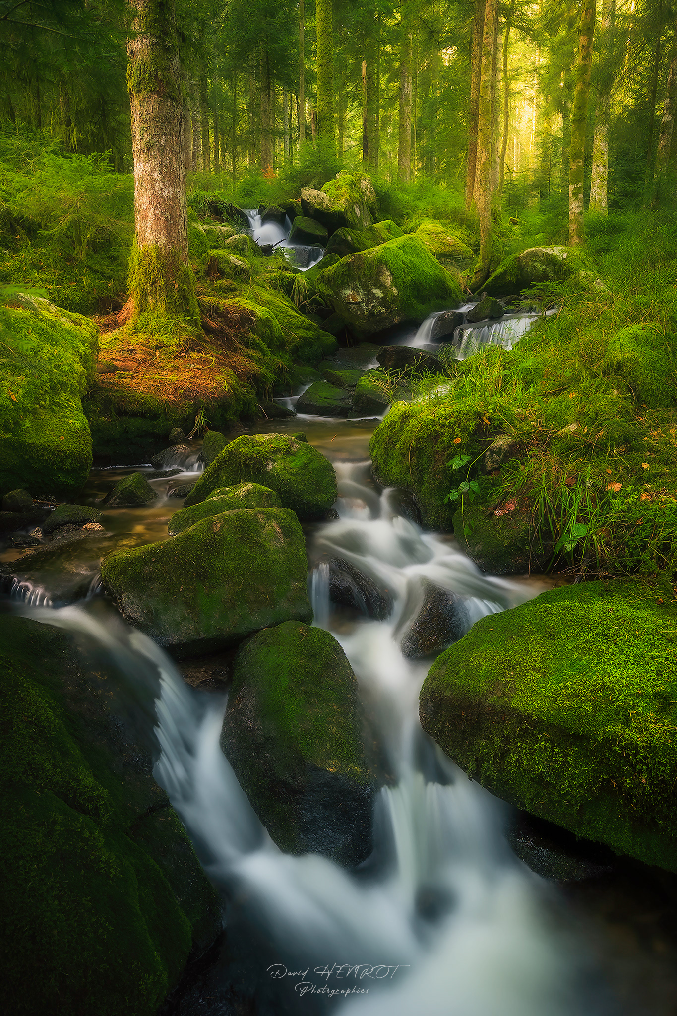 Au coeur des forêts Vosgiennes