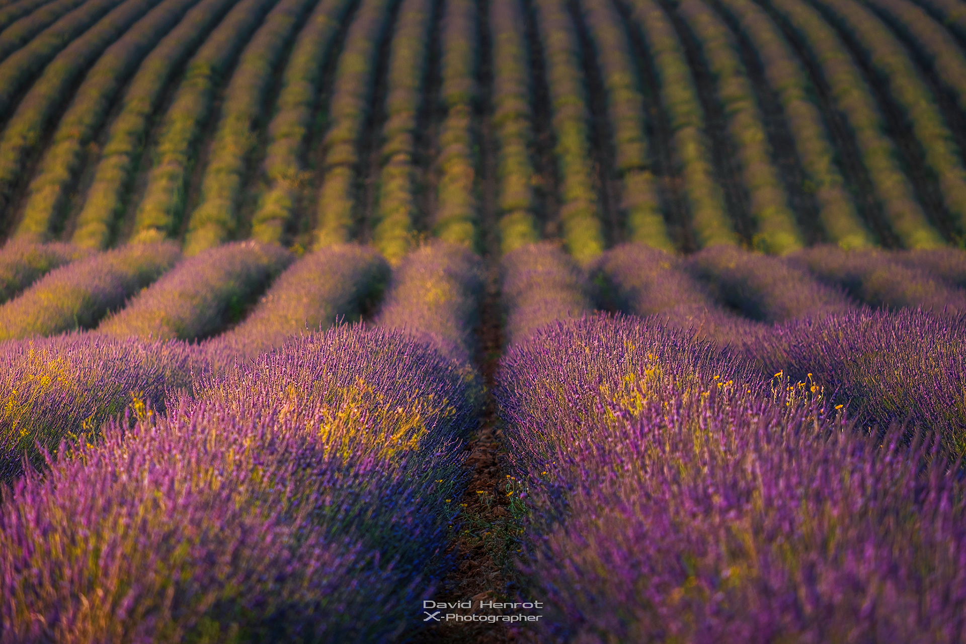 Lavande, Valensole, Alpes-de-Haute-Provence