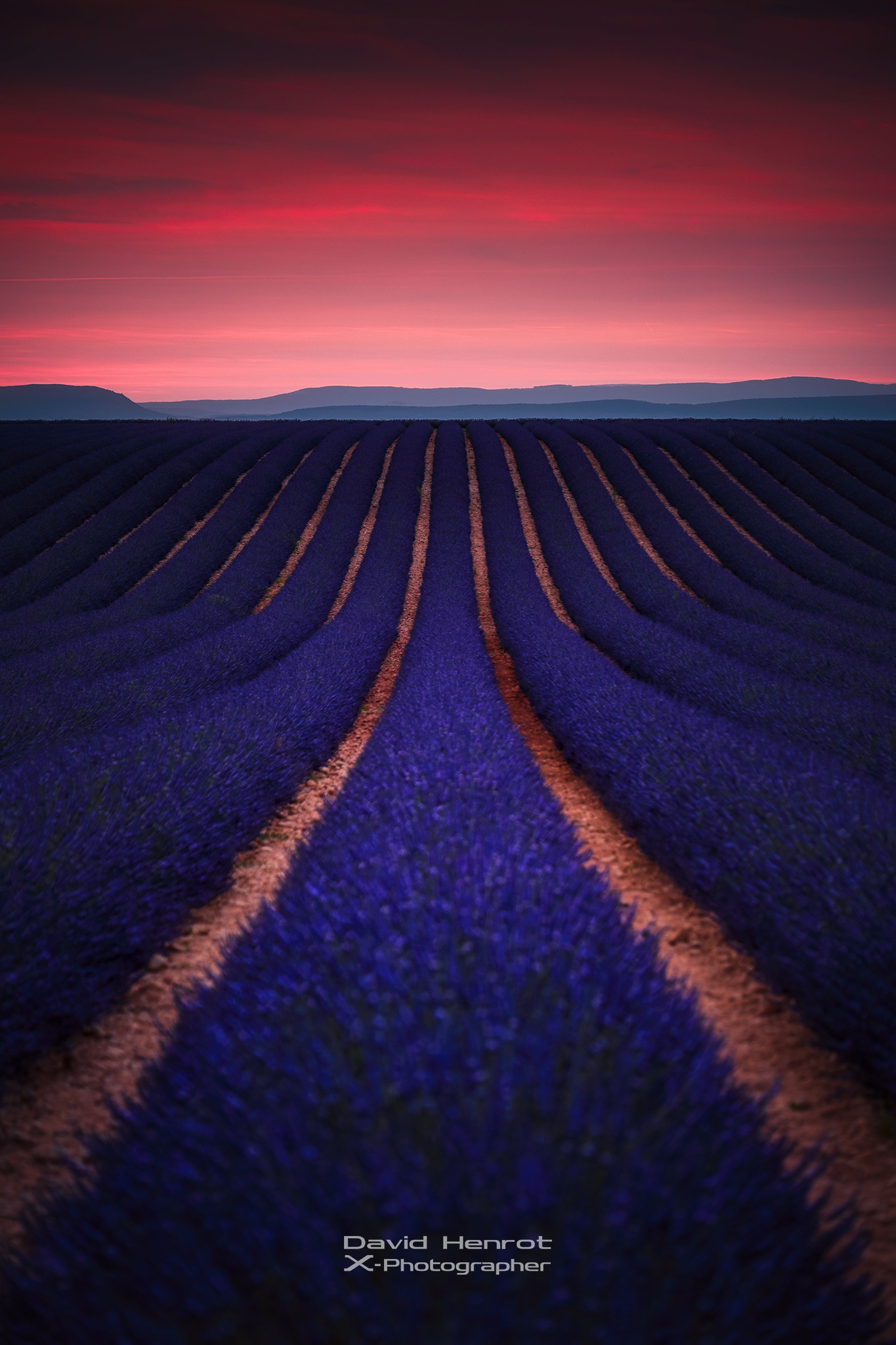 Champs de lavande, Valensole, Alpes-de-Haute-Provence
