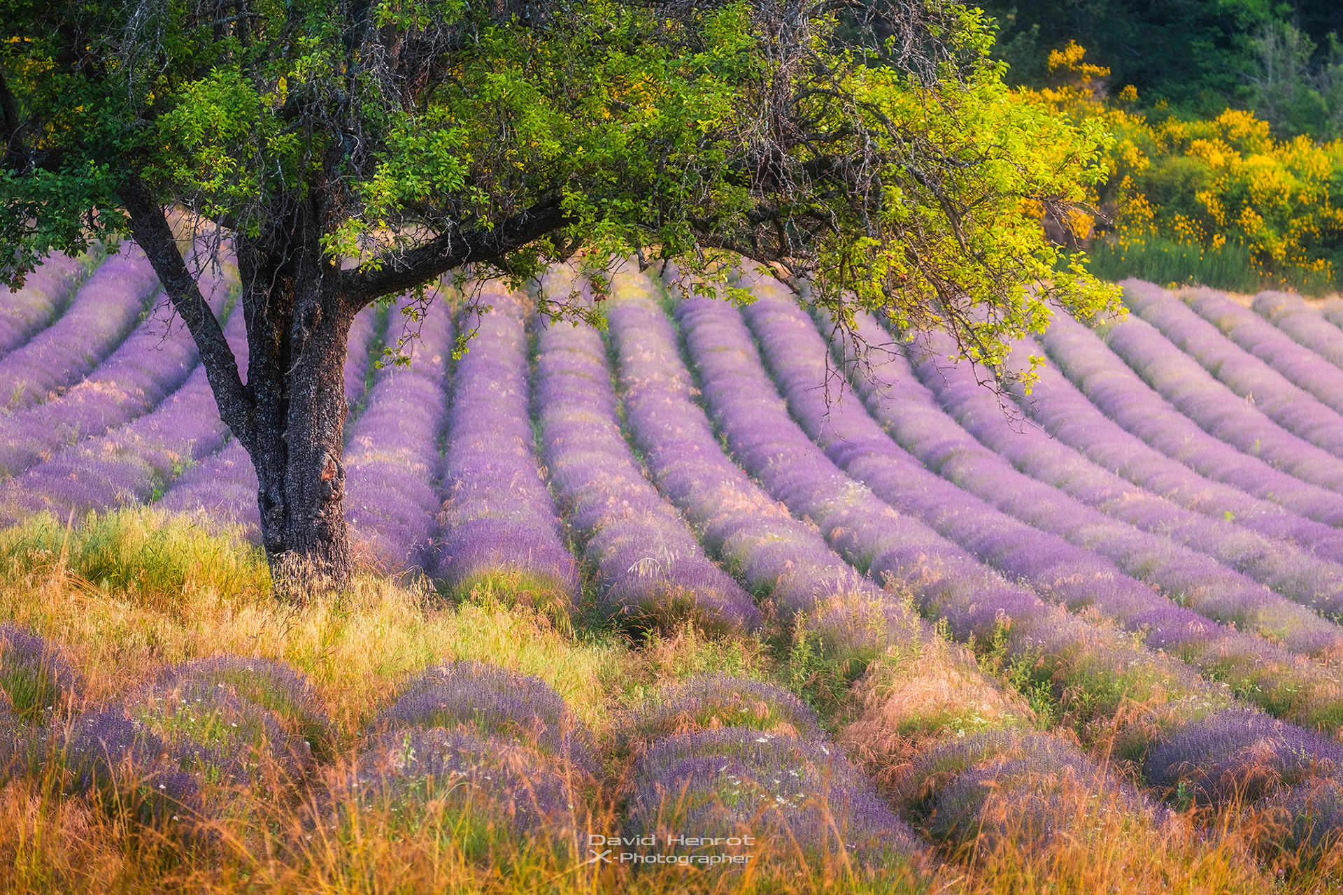 Paysage de Provence, Aurel, Vaucluse