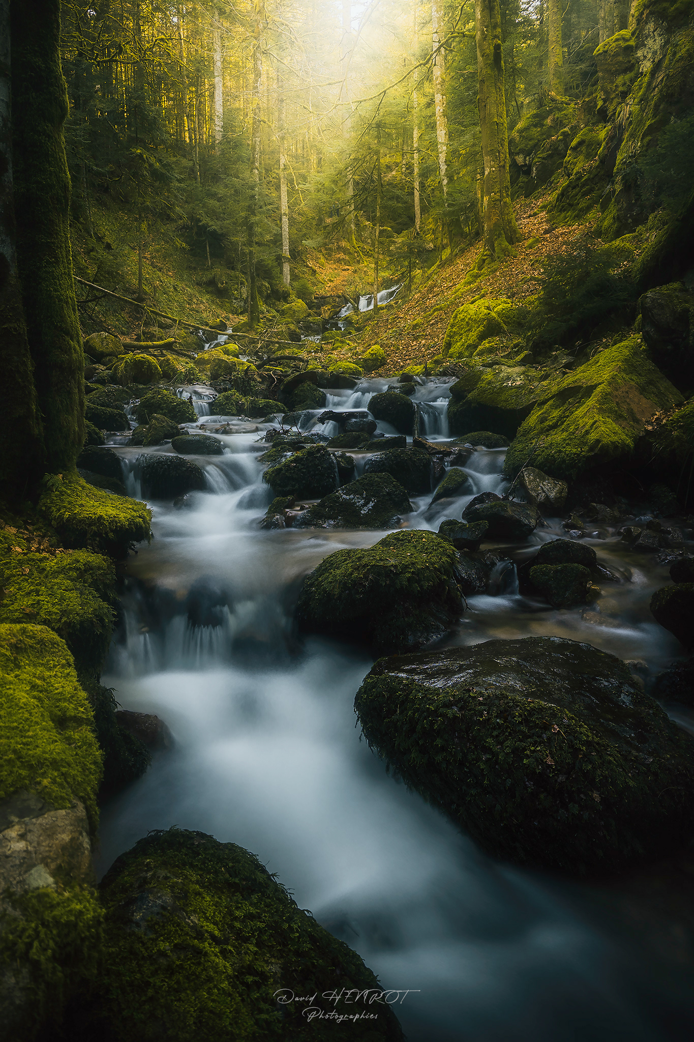 La Vologne, Vosges