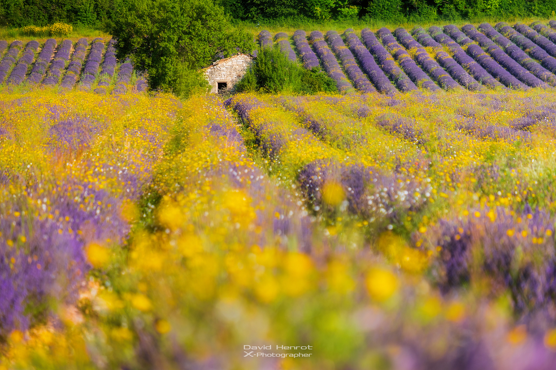 Aux alentours de Sault, Vaucluse