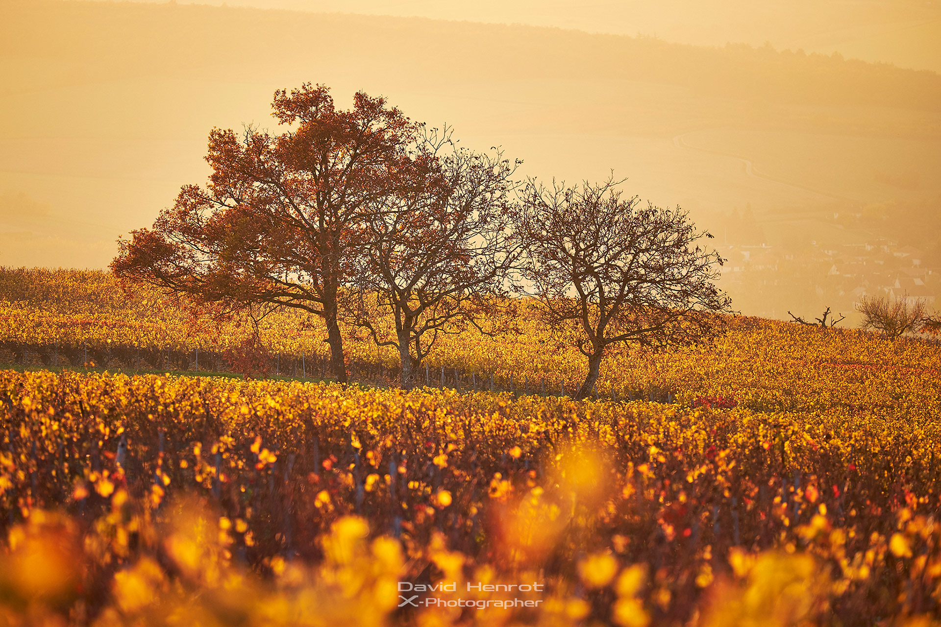 Irancy, Yonne