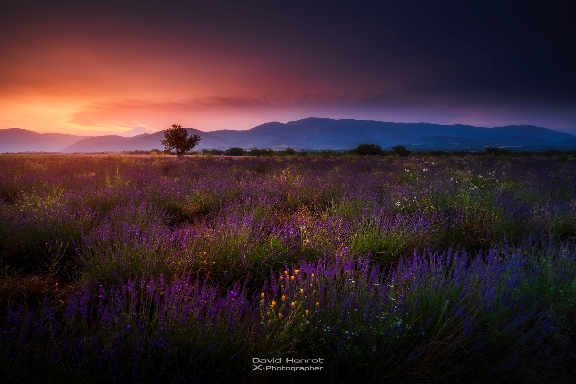 Jachère de lavande, Puimoisson, Alpes-de-Haute-Provence