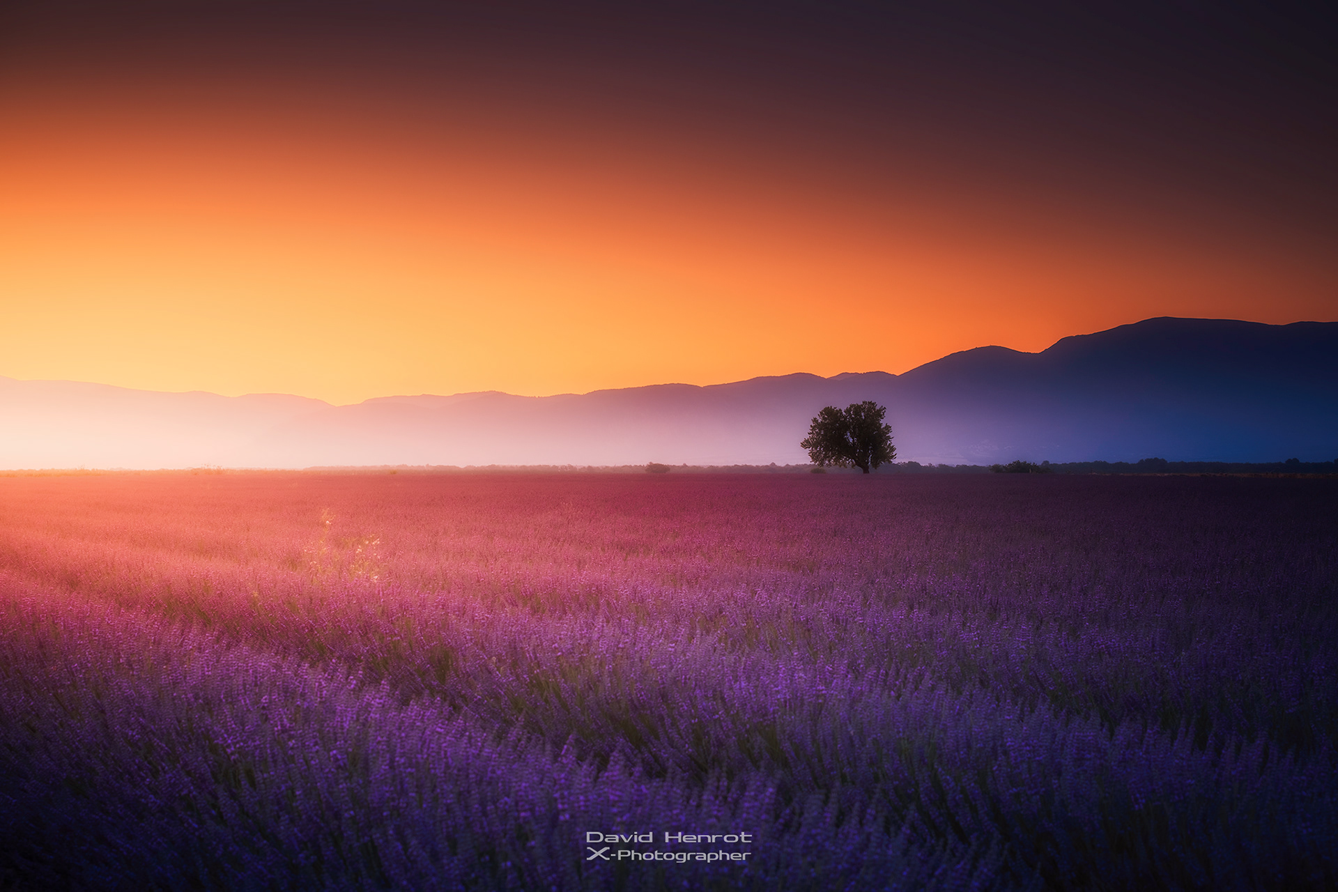 Champs de lavande, Brunet, Alpes-de-Haute-Provence