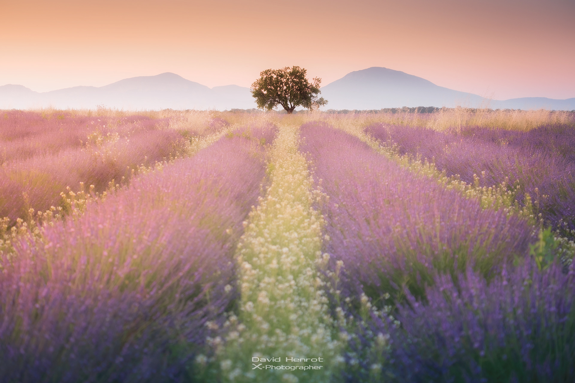 Champs de lavande, Brunet, Alpes-de-Haute-Provence