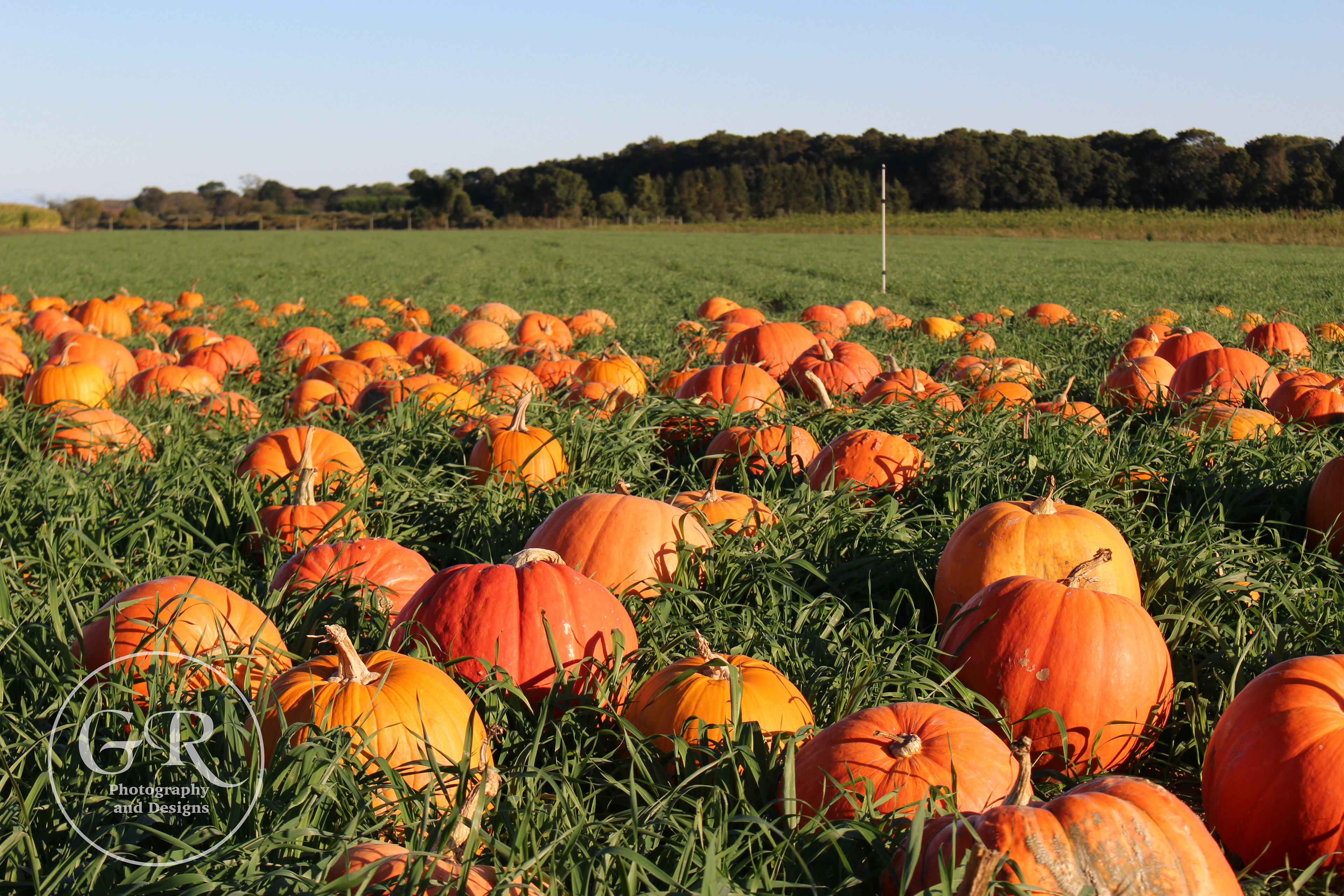 Corwith's Farmstand, Watermill NY