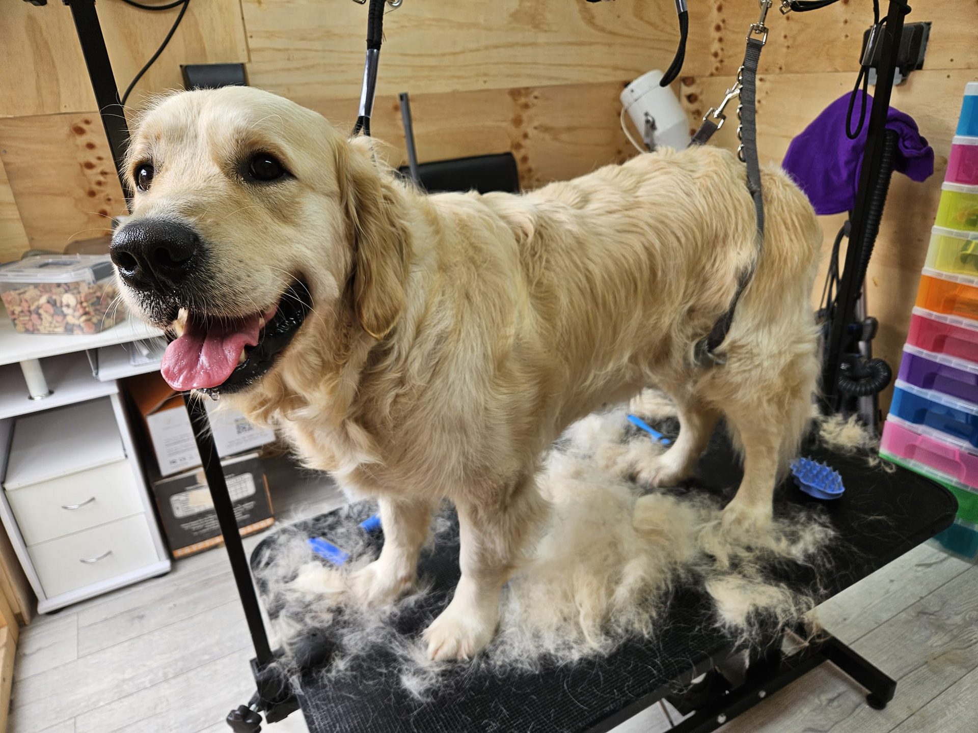 Bailey During His Brush A Coat Trim